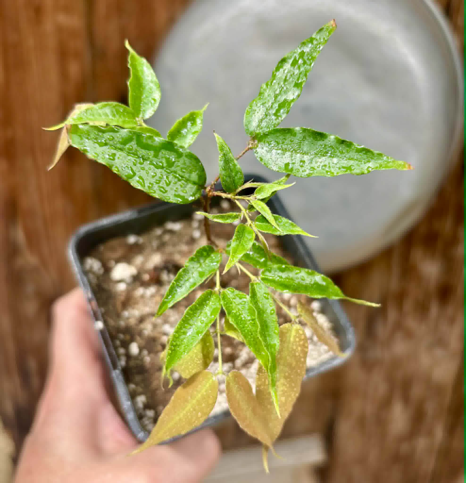 Plinia sp Dandara -  1 potted seedling / 1 getopfter Sämling