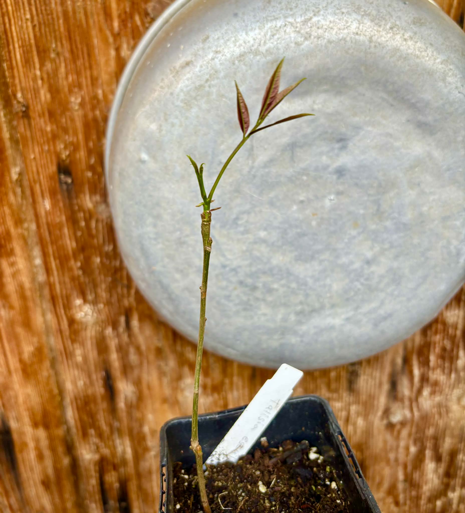 Talisia esculenta - Pitomba do Nordeste - 1 potted seedling / 1 getopfter Sämling