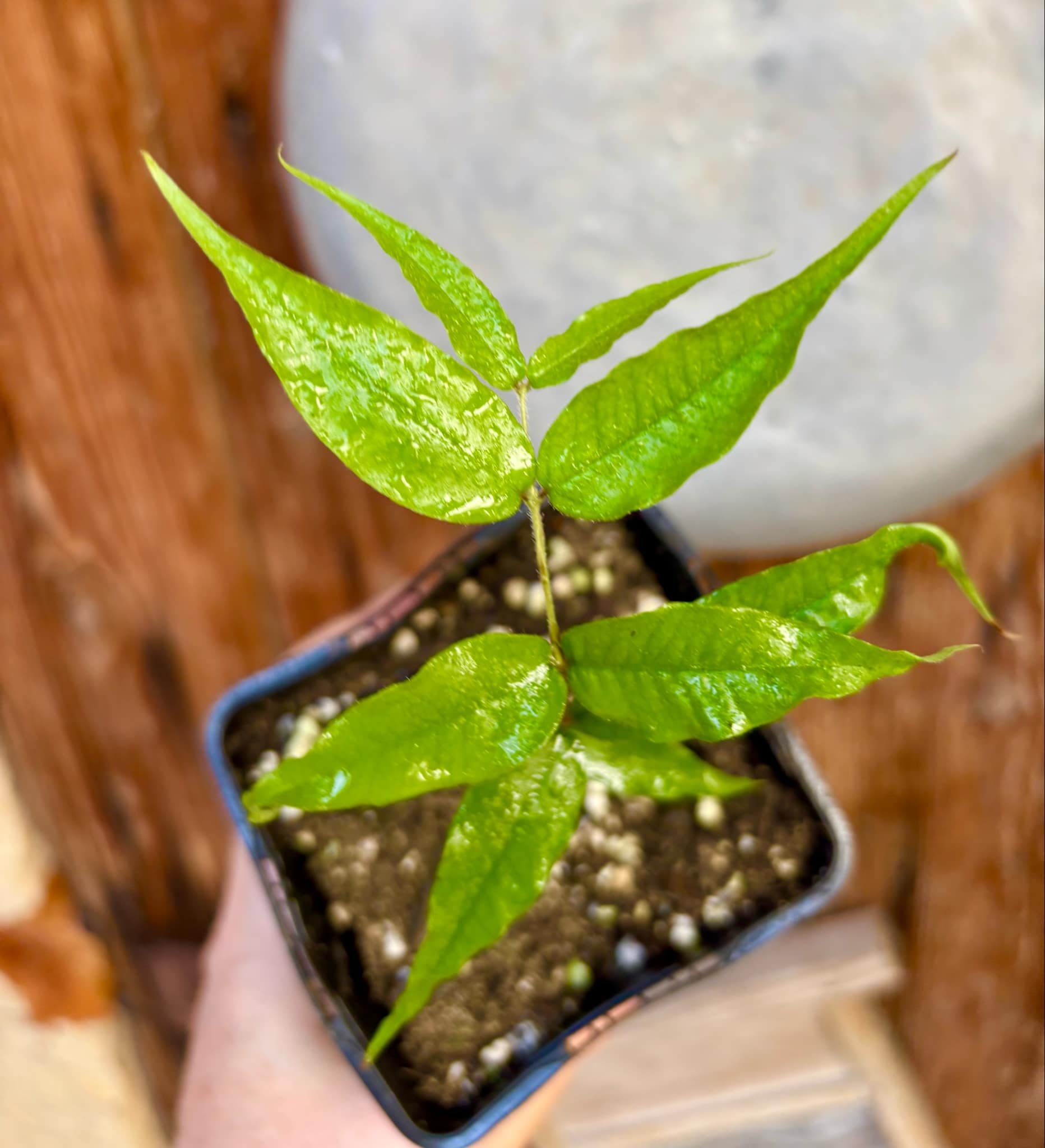 Jaboticaba - Plinia sp Rajada Cabo longo verde - 1 small potted seedling / 1 kleiner, getopfter Sämling Jaboticaba - Plinia sp Rajada Cabo longo verde - 1 small potted seedling / 1 kleiner, getopfter Sämling