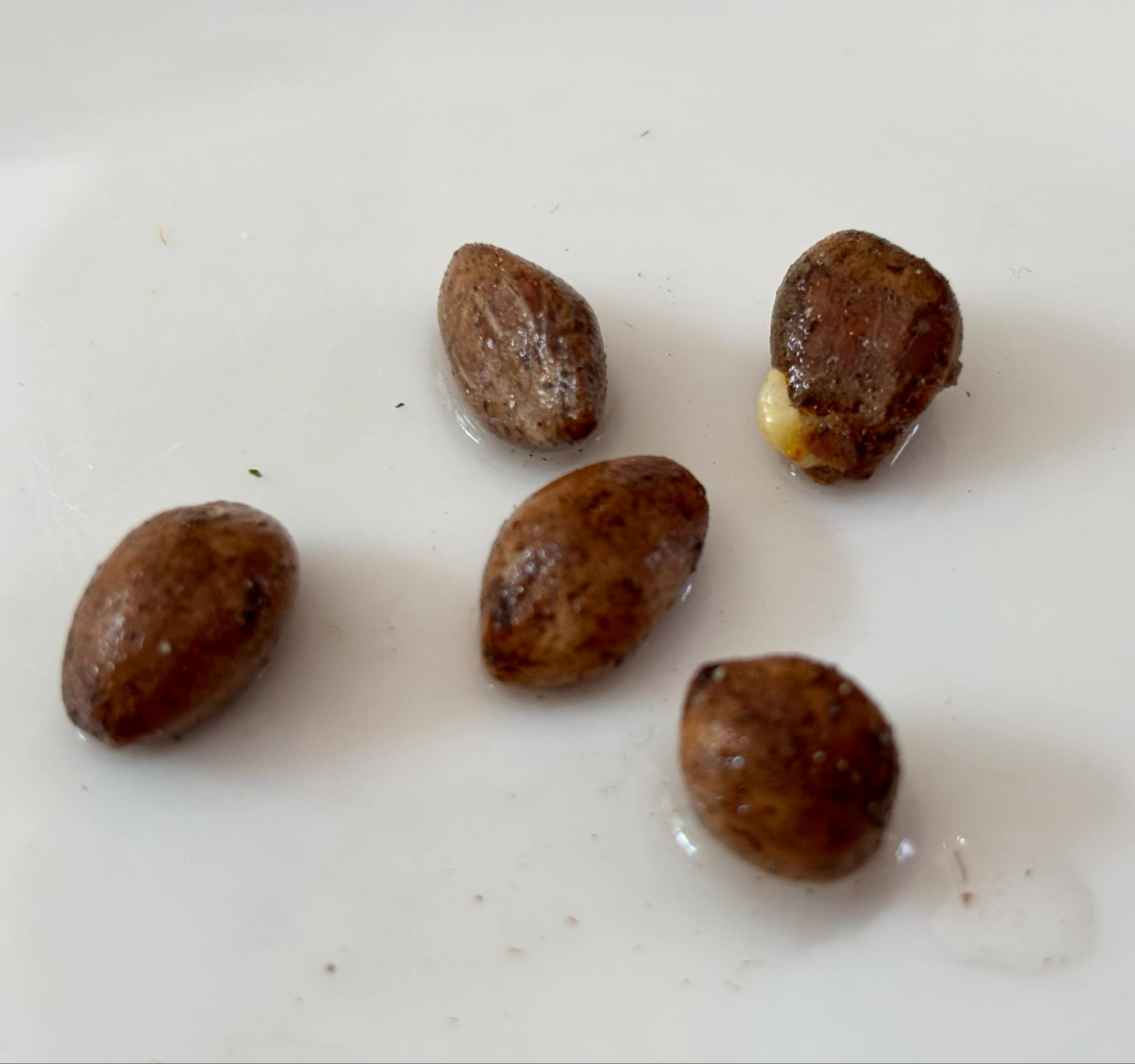 Nam-Chuo-Um-Bo-Luo (Artocarpus nanchuanensis)  -  1 fresh seed / 1 frischer Samen