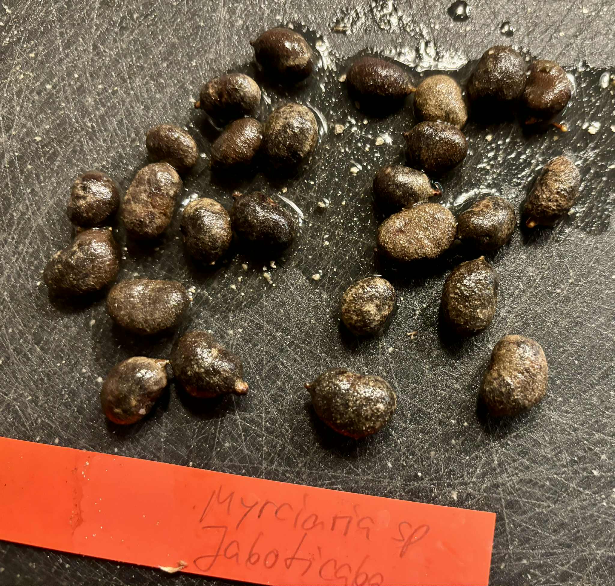 Myrciaria sp Jaboticaba - 1 fresh seed / 1 frischer Samen