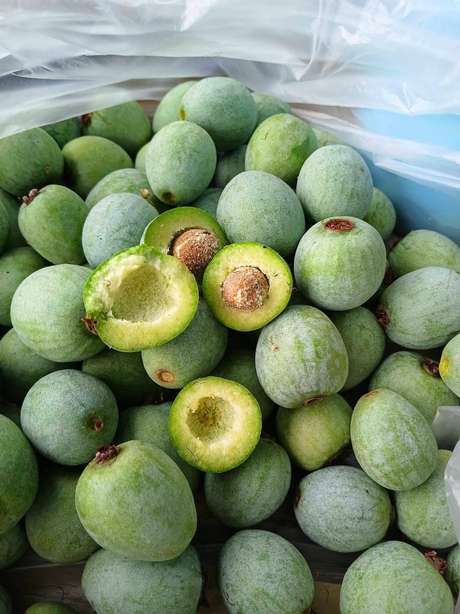 Syzygium grande - 1 germinated seed / 1 gekeimter Samen