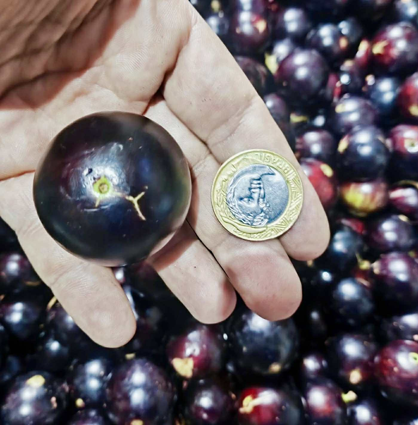 Plinia coronata var. Olho de Boi Seleção - 1 fresh seed / 1 frischer Samen