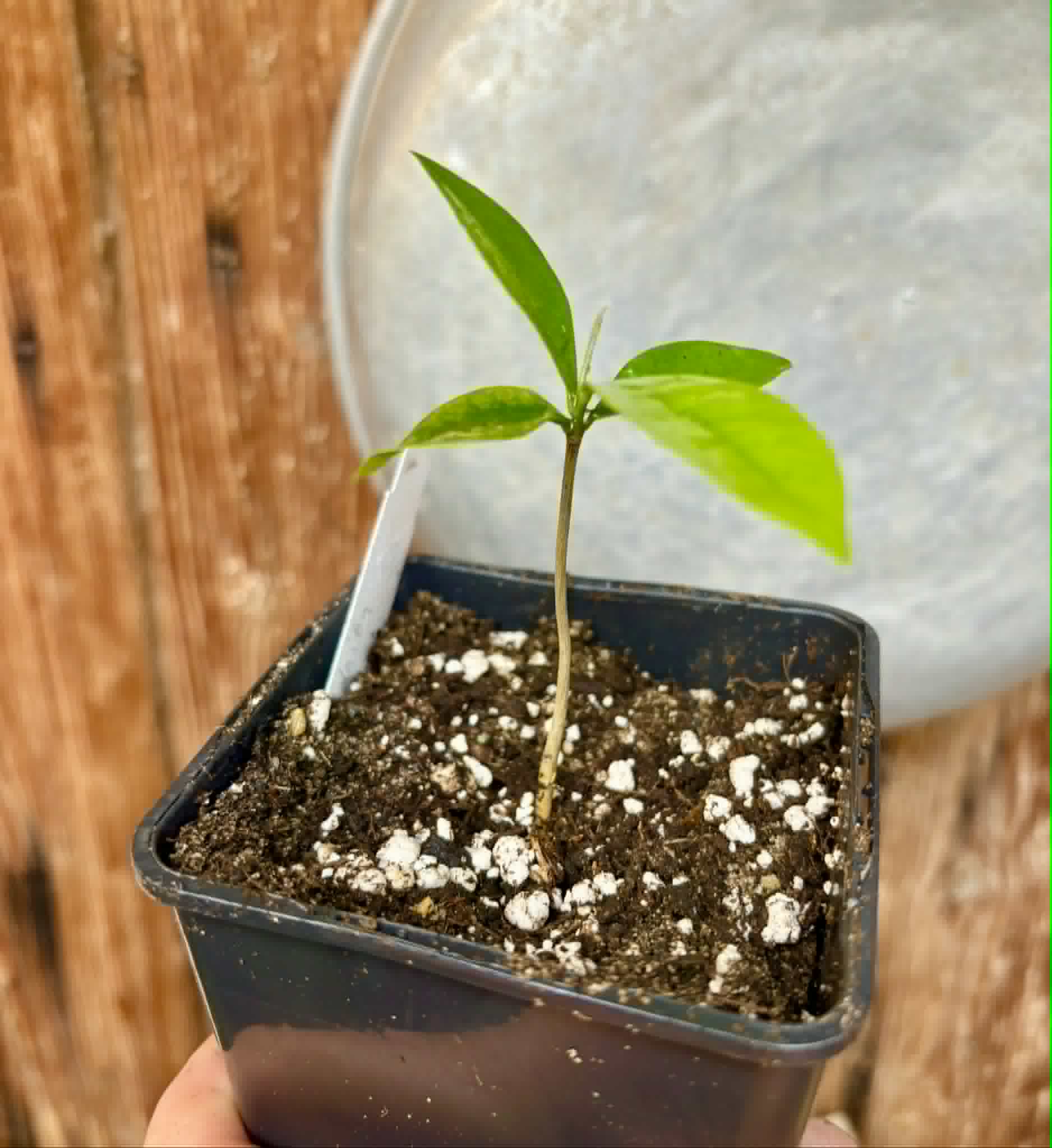 Duguetia lanceolata - Pindaiba - 1 potted seedling / 1 getopfter Sämling