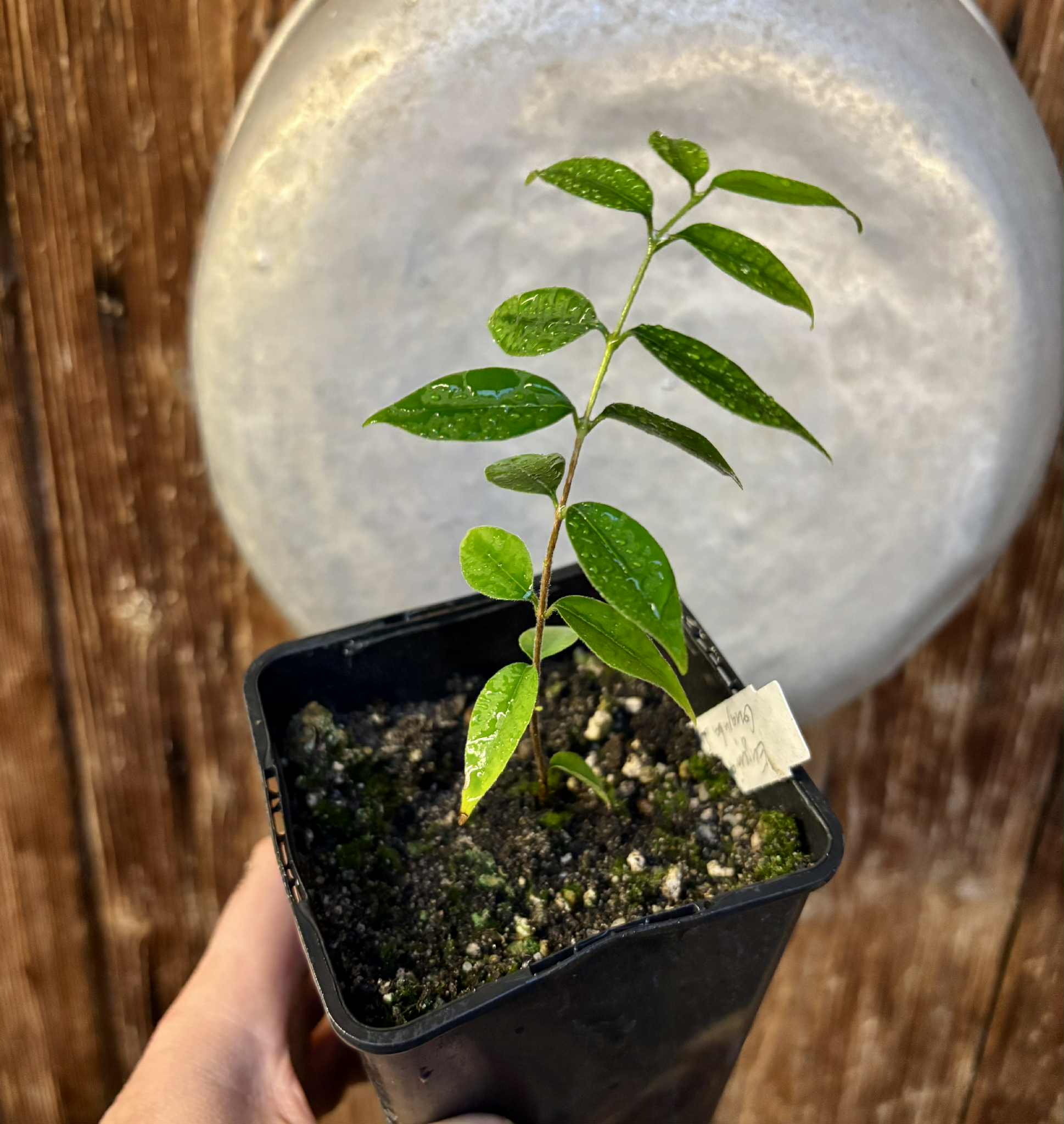 Eugenia sp Guajuba suave -  1 potted seedling / 1 getopfter Sämling