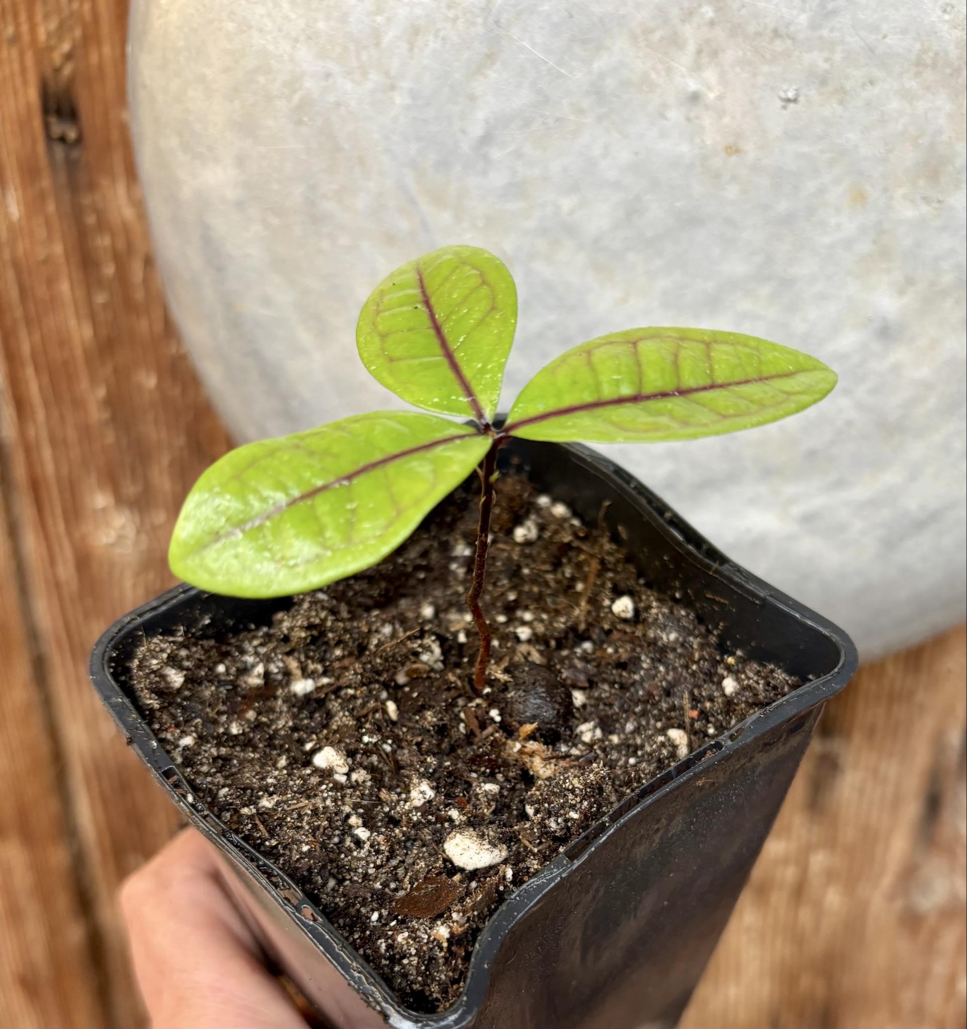 Eugenia rotundifolia var. Camamu - 1 potted seedling / 1 getopfter Sämling