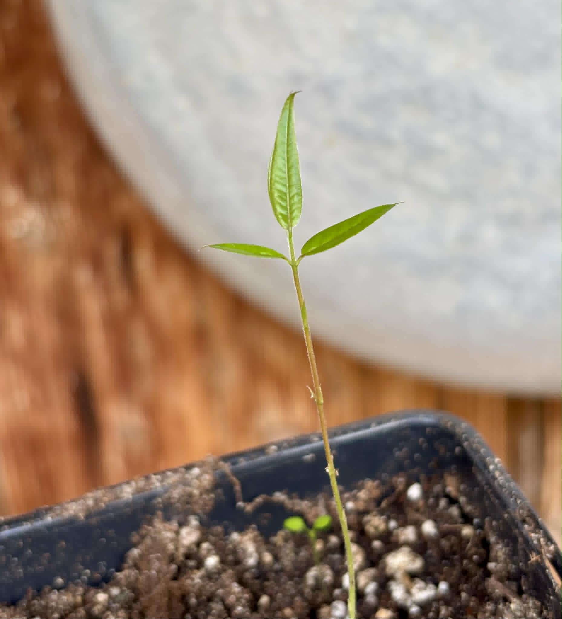 Jabuticaba Peluda-de-Alagoas (Plinia sp Grimal) -  1 potted seedling / 1 getopfter Sämling