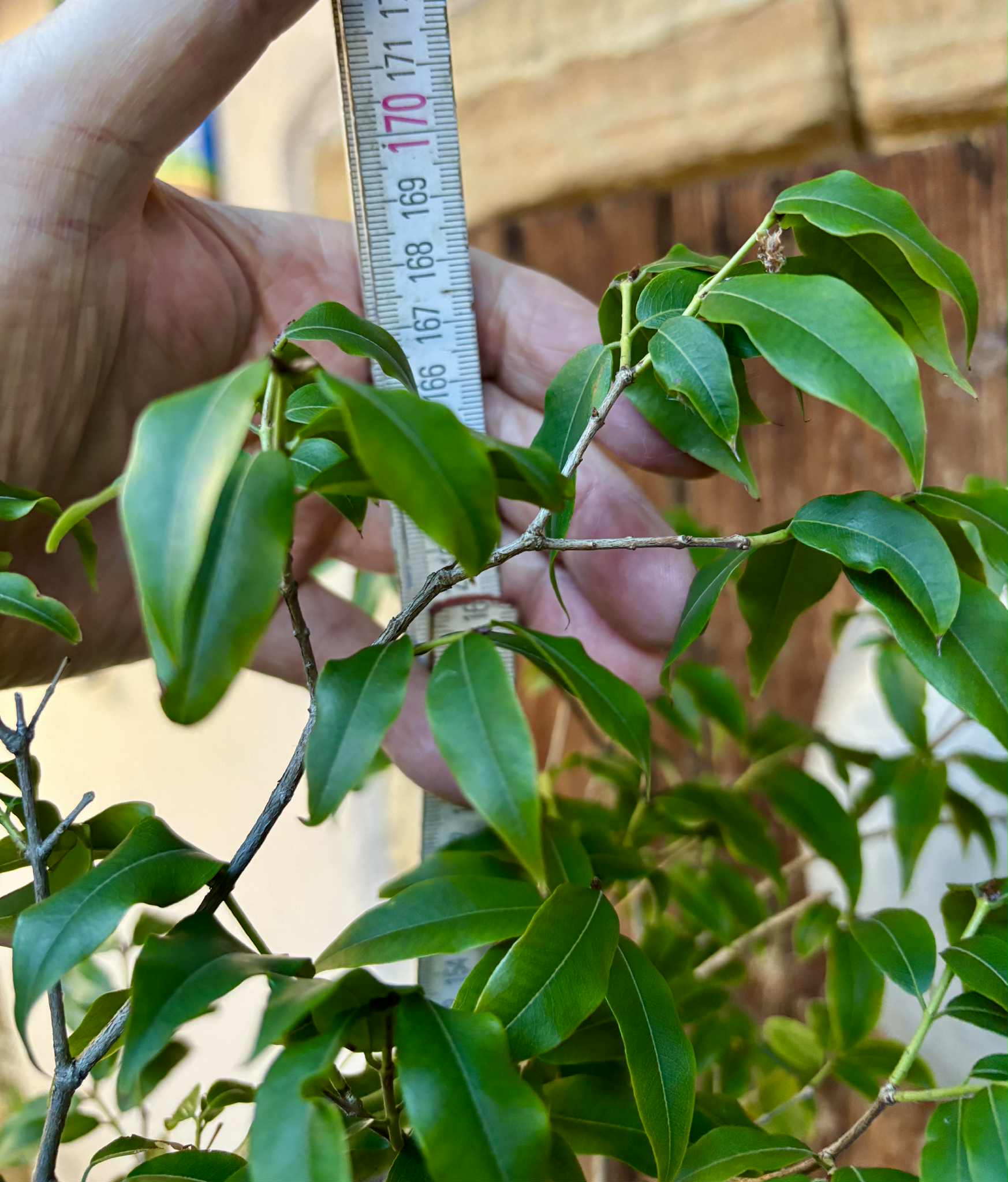 10 years old - Jaboticaba Acu Paulista (Plinia cauliflora var Acu Paulista) - 1 potted plant / 1 getopfte Pflanze