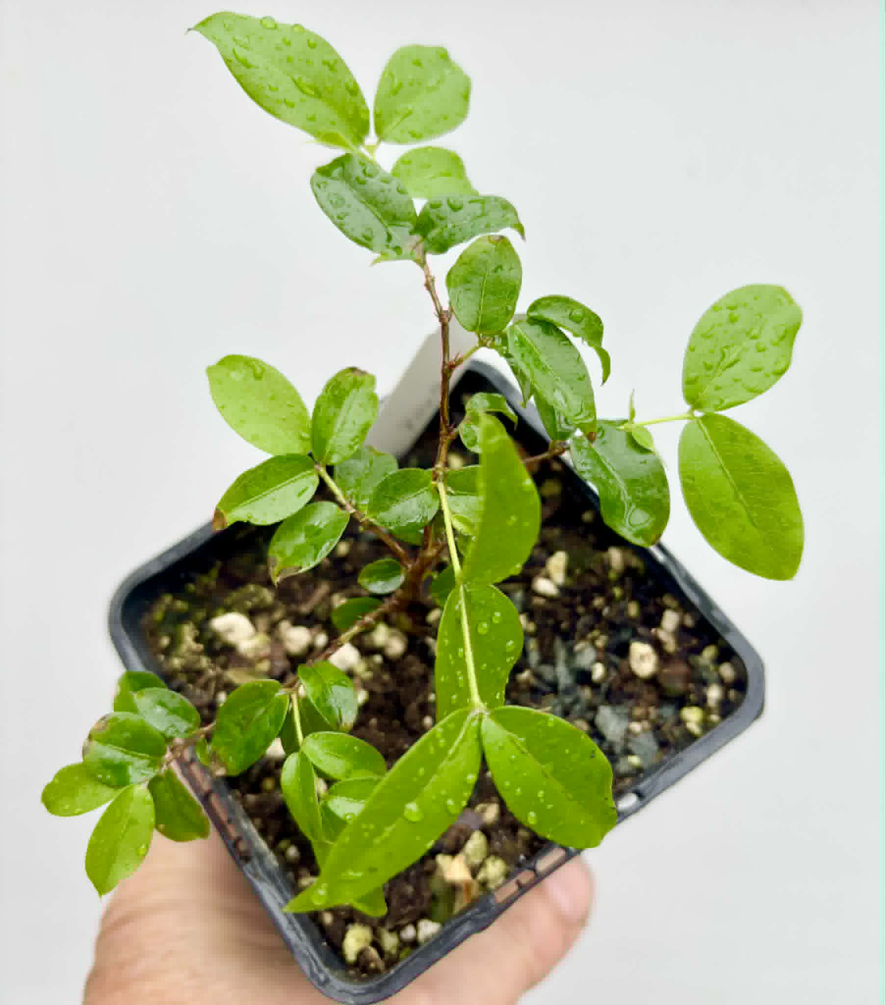 Jaboticaba - Plinia sp Canelinha Polpa rosea - 1 potted seedling / 1 getopfter Sämling