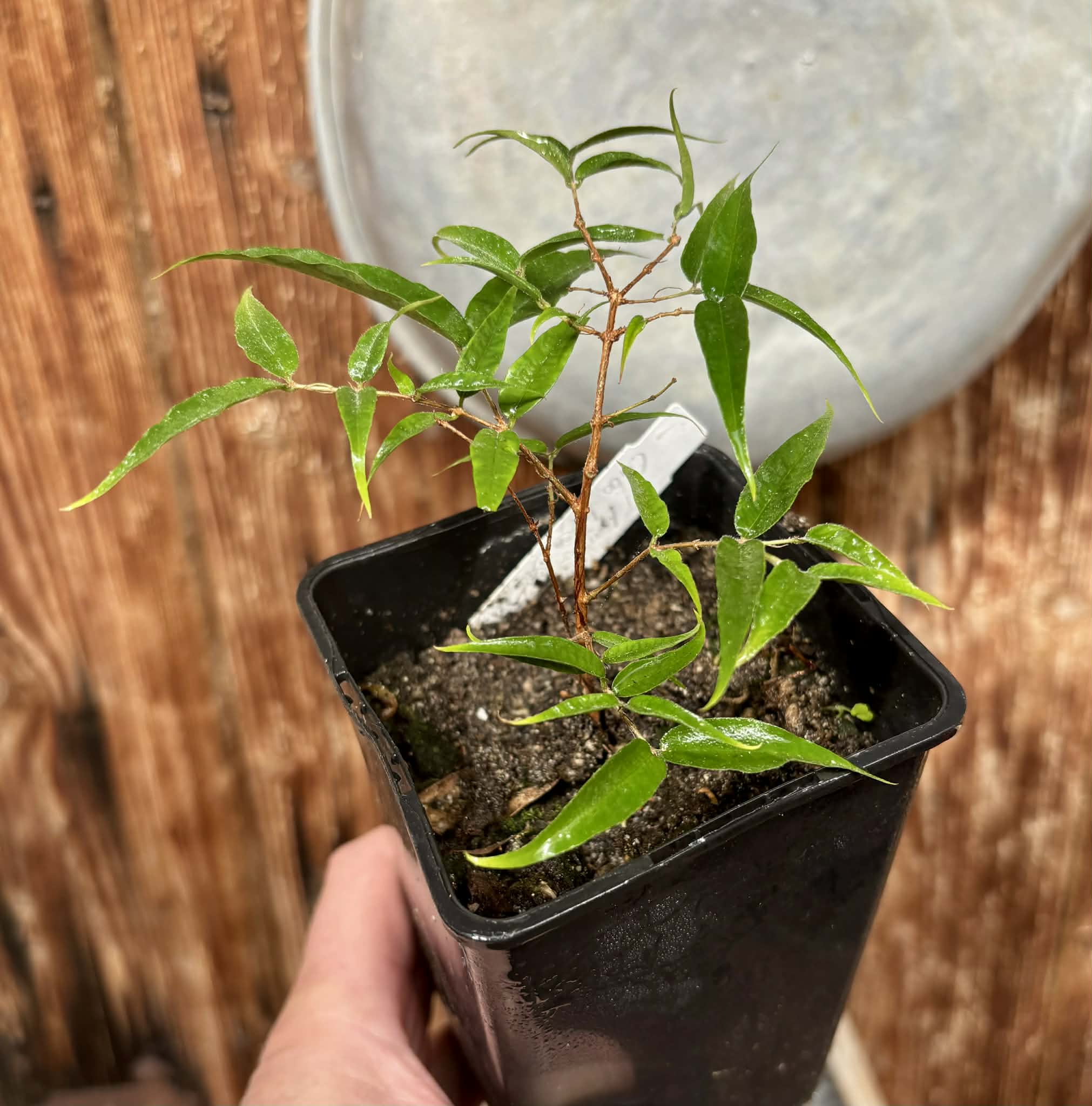 Plinia sp Cabo longo Sao Joao -  1 potted seedling / 1  getopfter Sämling 