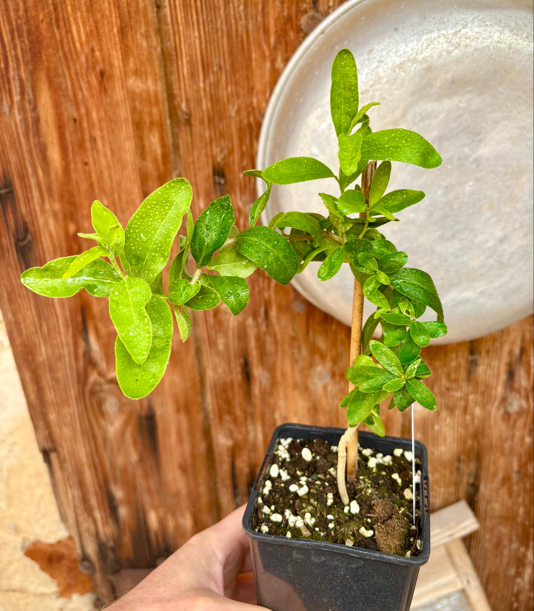 Kei Apple (Dovyalis caffra) Nr. 1 - 1 potted plant / 1 getopfte Pflanze Kei Apple (Dovyalis caffra) Nr. 1 - 1 potted plant / 1 getopfte Pflanze