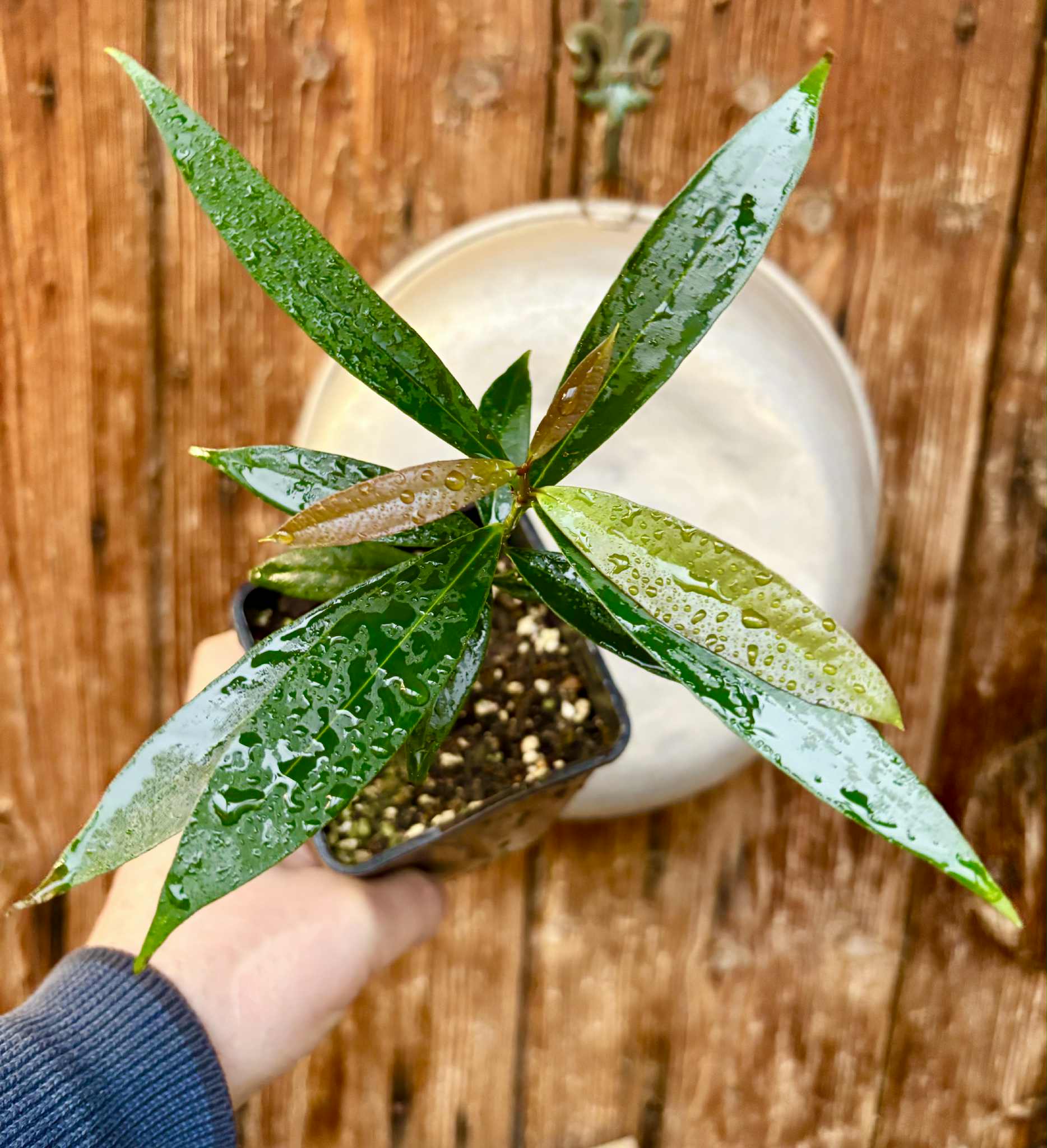 Eugenia sp Jambo da Mata -  1  potted seedling / 1 getopfter Sämling