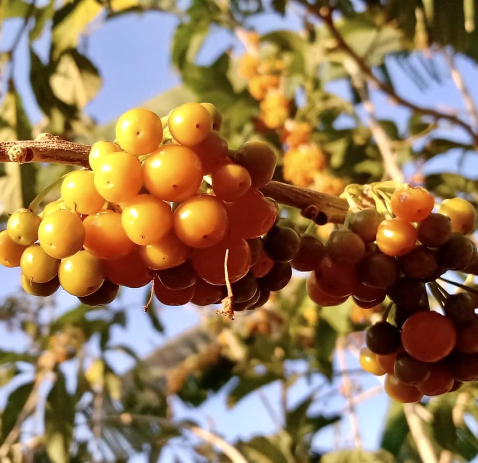 Fruta de Sabia (Iochroma arborescens) - 1 fresh seed / 1 frischer Samen
