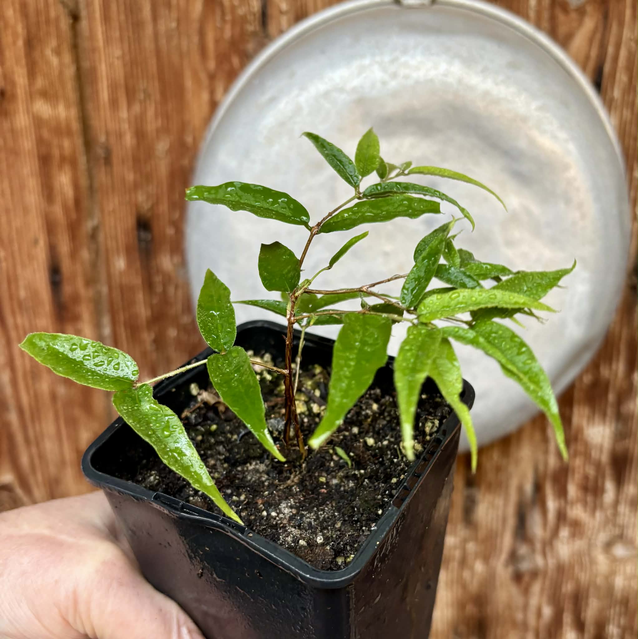 Plinia sp Ibirapitanga -  1 potted seedling / 1 getopfter Sämling