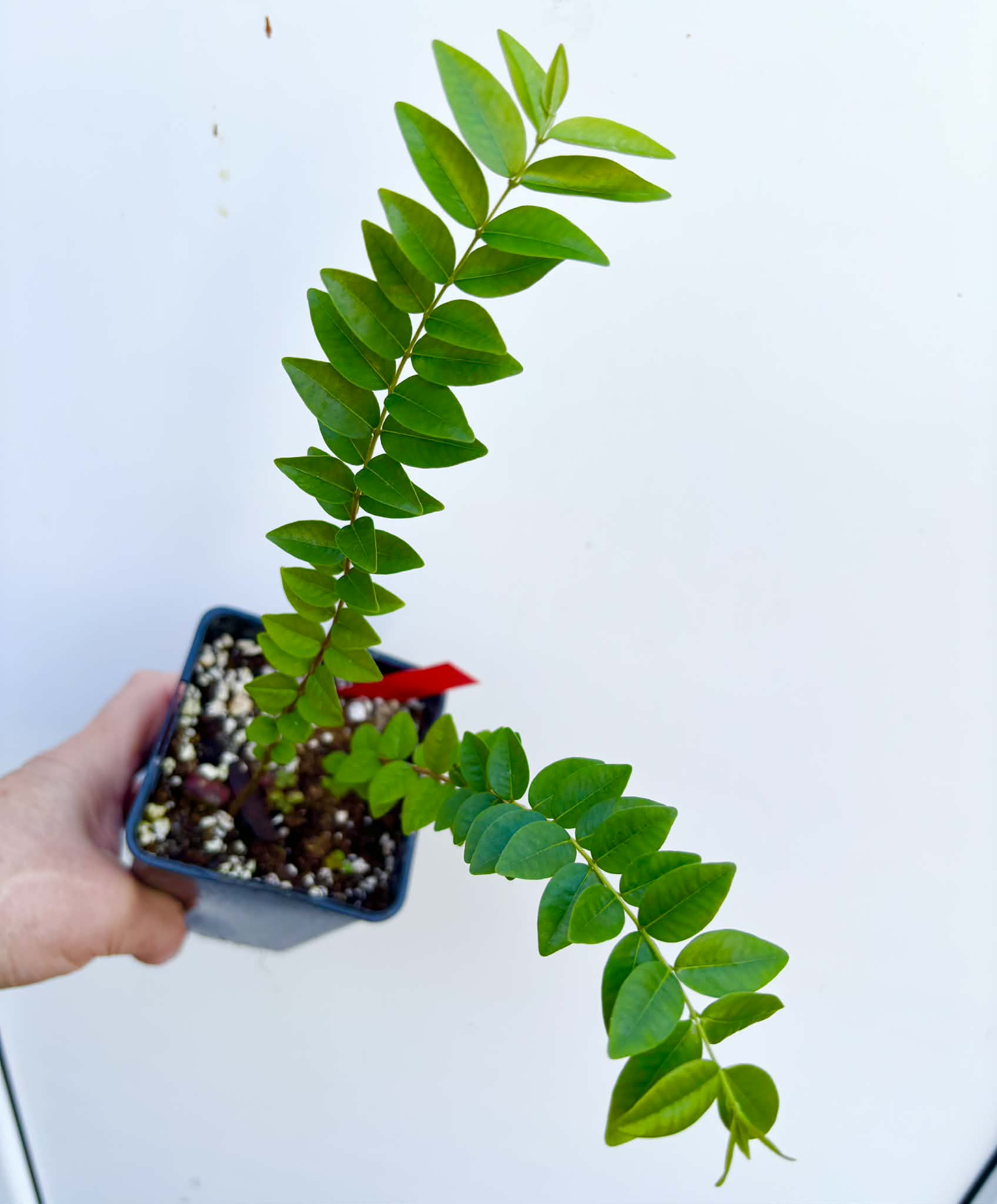 2 in 1 pot - Myrciaria sp Pastora - 2 seedlings in one pot / 2 Sämlinge in einem Topf