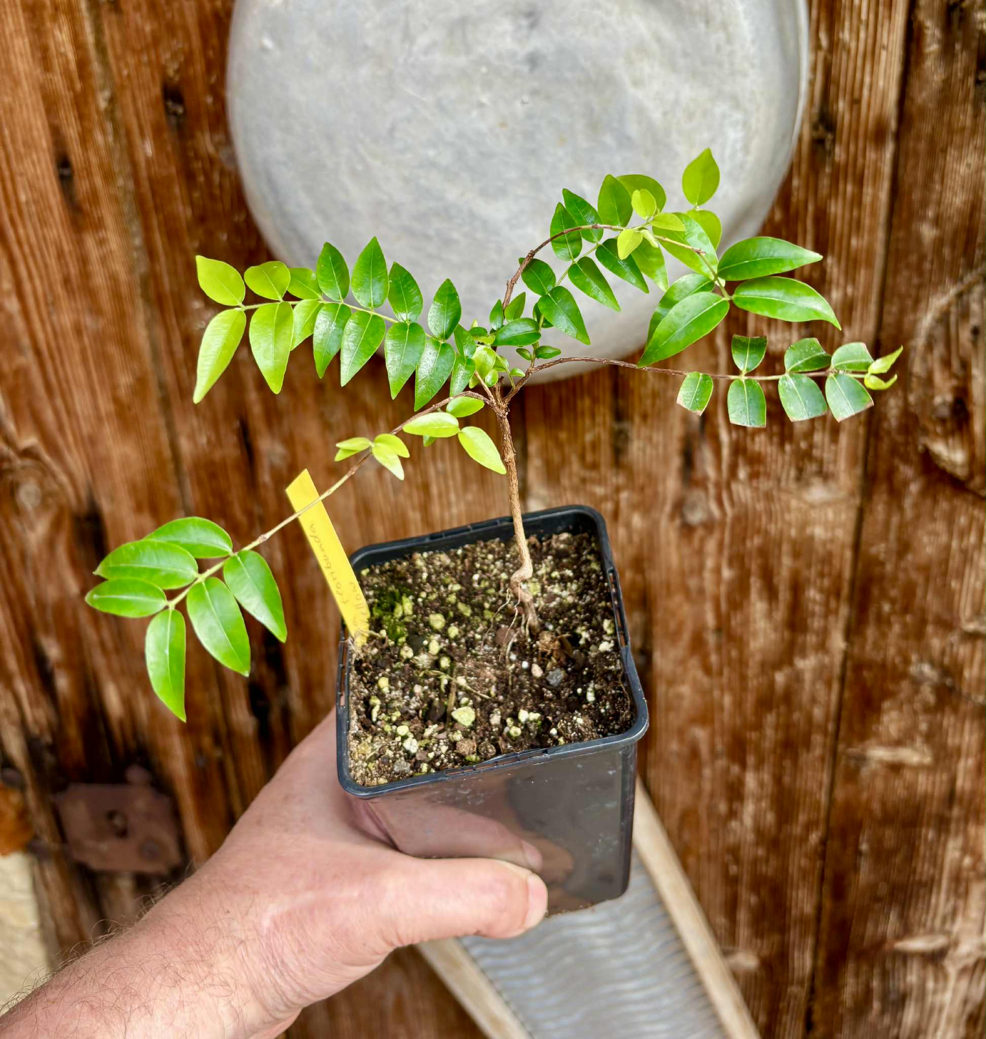 our last plant - Myrciaria floribunda var. yellow - 1 potted plant / 1 getopfte Pflanze