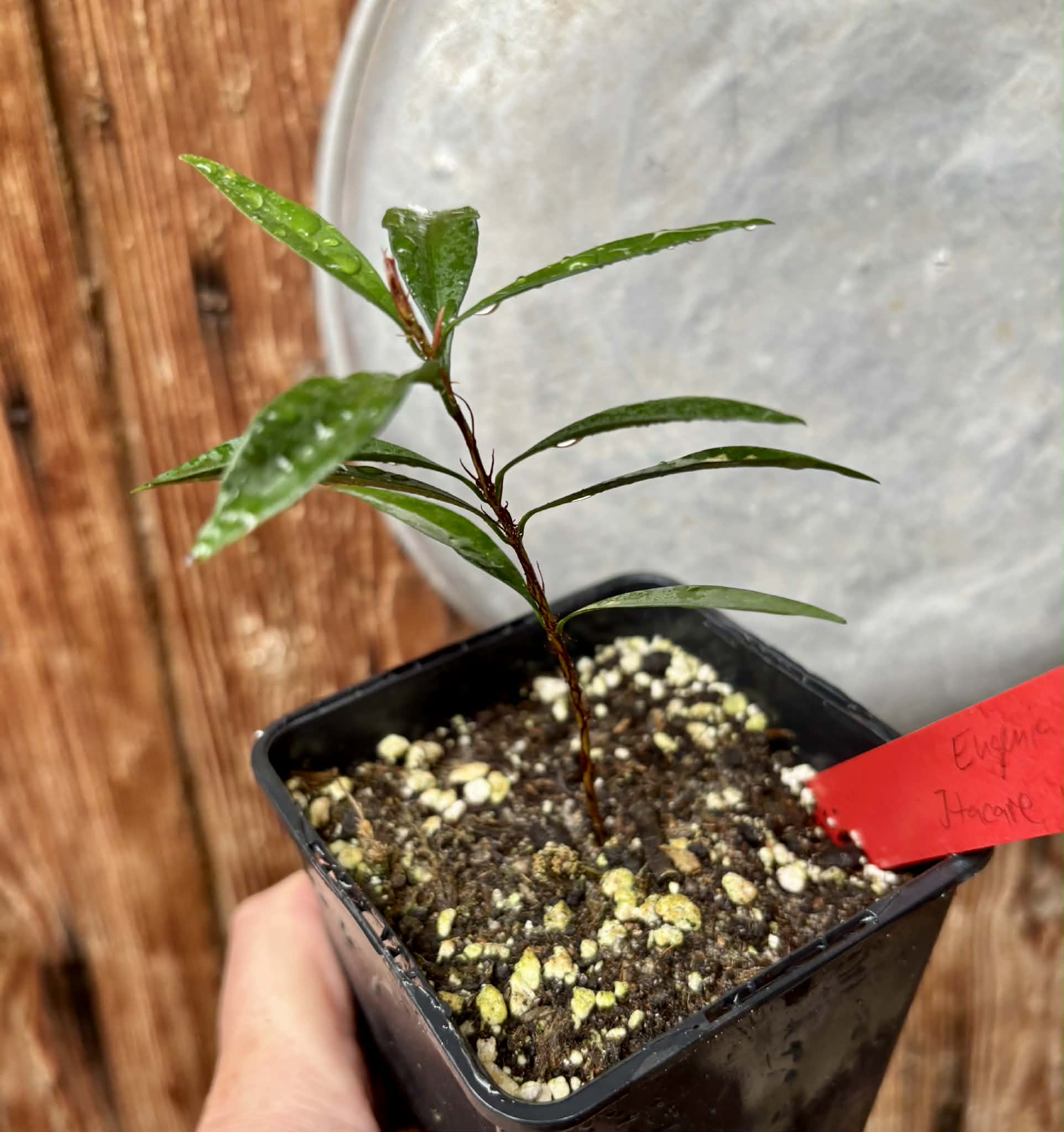 Eugenia sp Itacare vermelha -  1 potted seedling / 1 getopfter Sämling