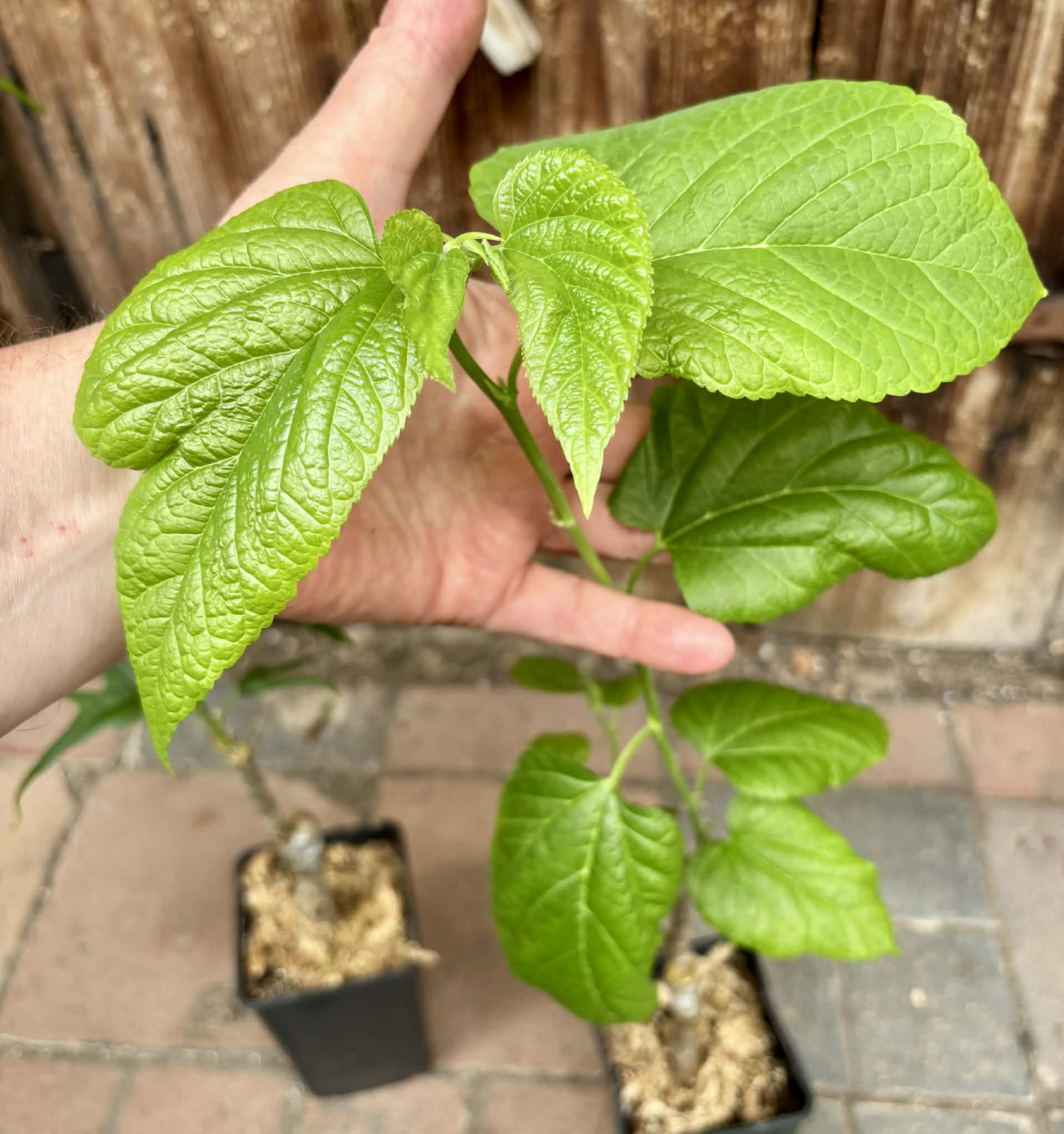2 plants!  Australian Black + Chicken Claw - 2 grafted, potted plants / 2 veredelte, getopfte Pflanzen