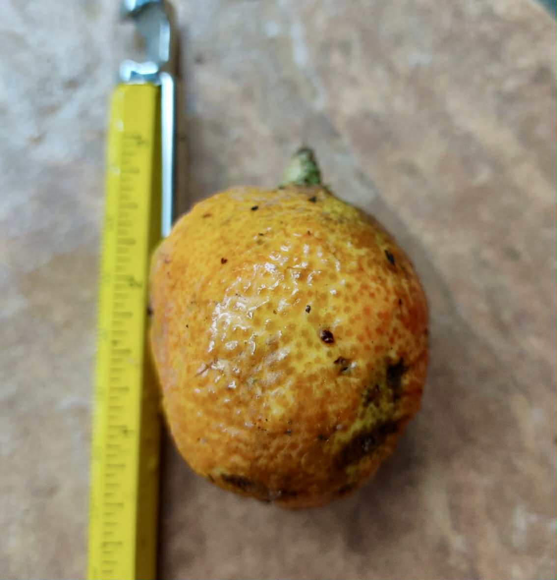 Eugenia sp Terebinthina - 1 fresh seed / 1 frischer Samen