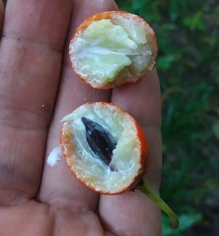 Macaranduba (Manilkara triflora) - 1 fresh seed / 1 frischer Samen