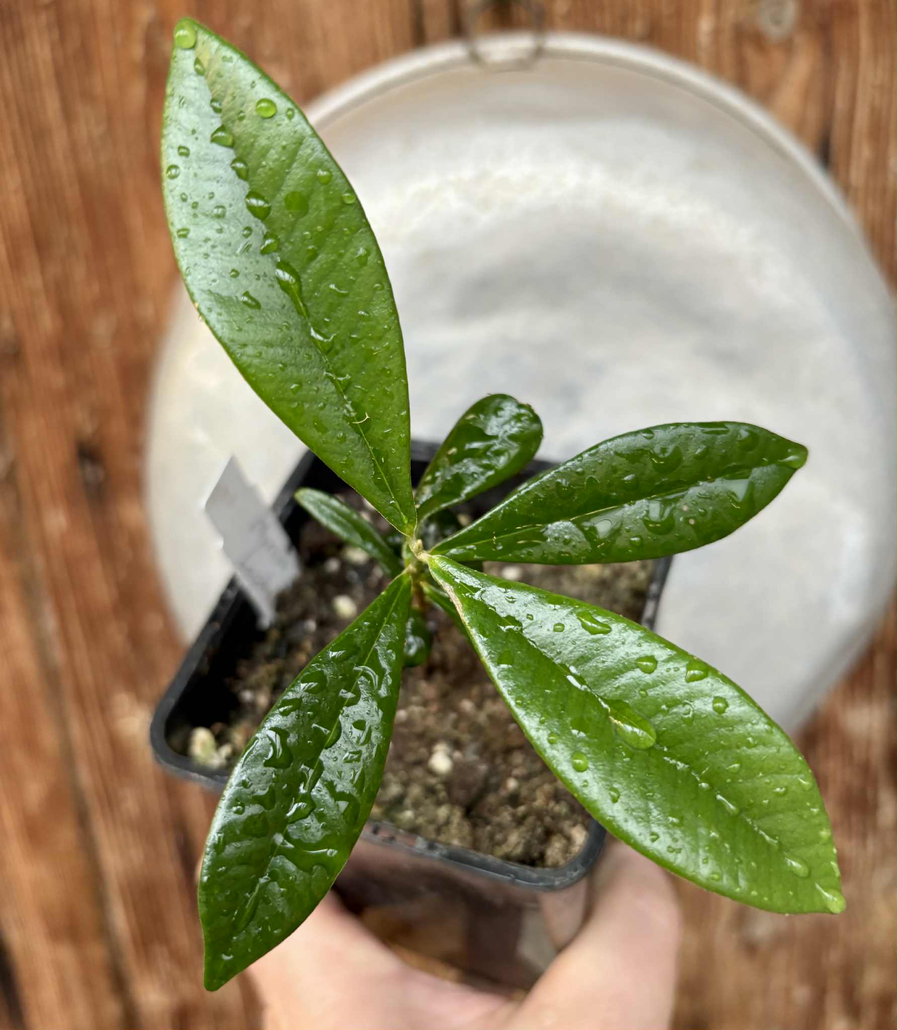 Myrcia luschnathiana -  1 potted seedling / 1 getopfter Sämling