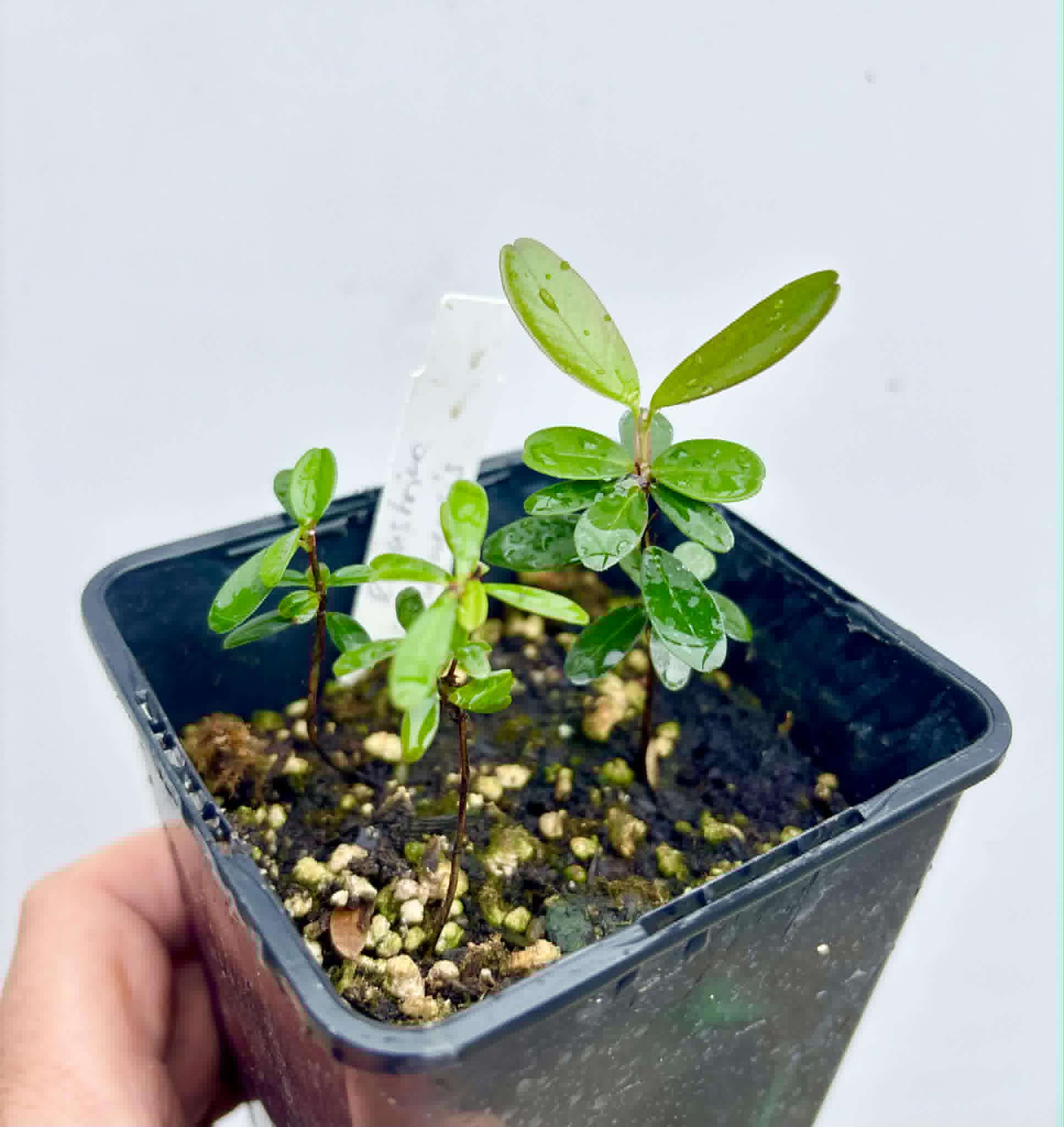 3 in 1 pot - Eugenia ligustrina var. fluminensis - 3 seedlings in on pot / 3 Sämlinge in einem Topf
