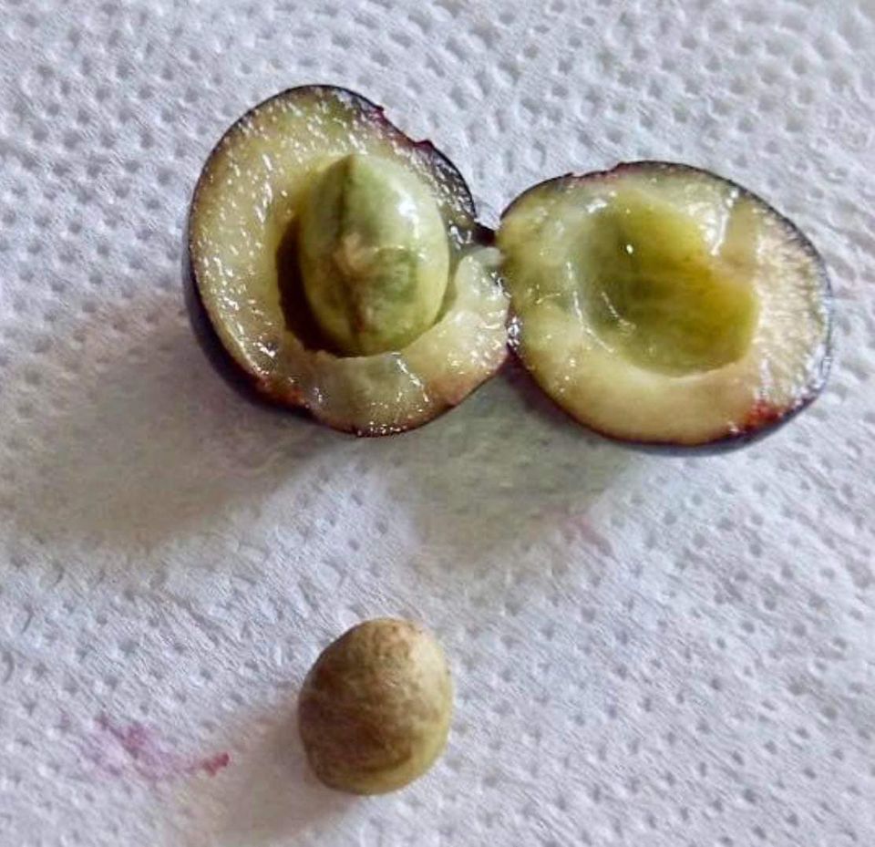 Rainforest Plum (Eugenia candolleana) - 1 fresh seed / 1 frischer Samen