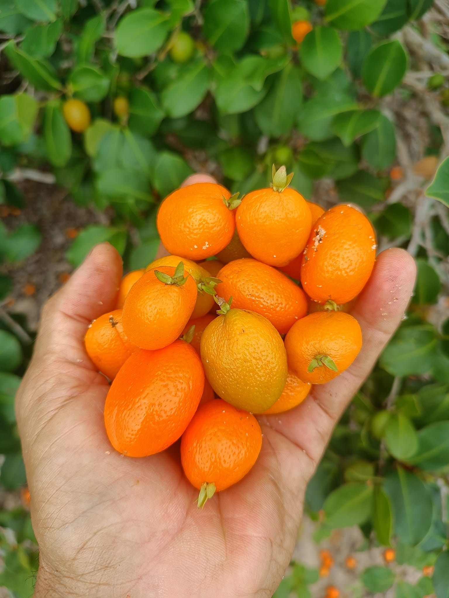 Eugenia speciosa -  3 fresh seeds / 3 frische Samen