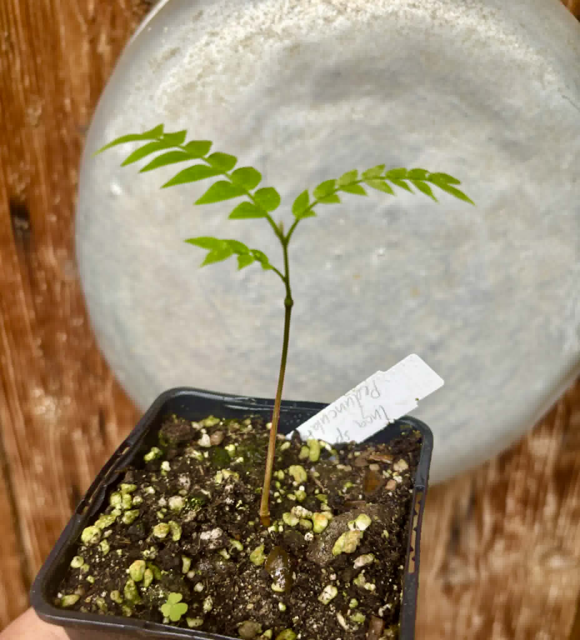 last plant - Inga aff. Pedunculata  - 1 potted seedling / 1 getopfter Sämling