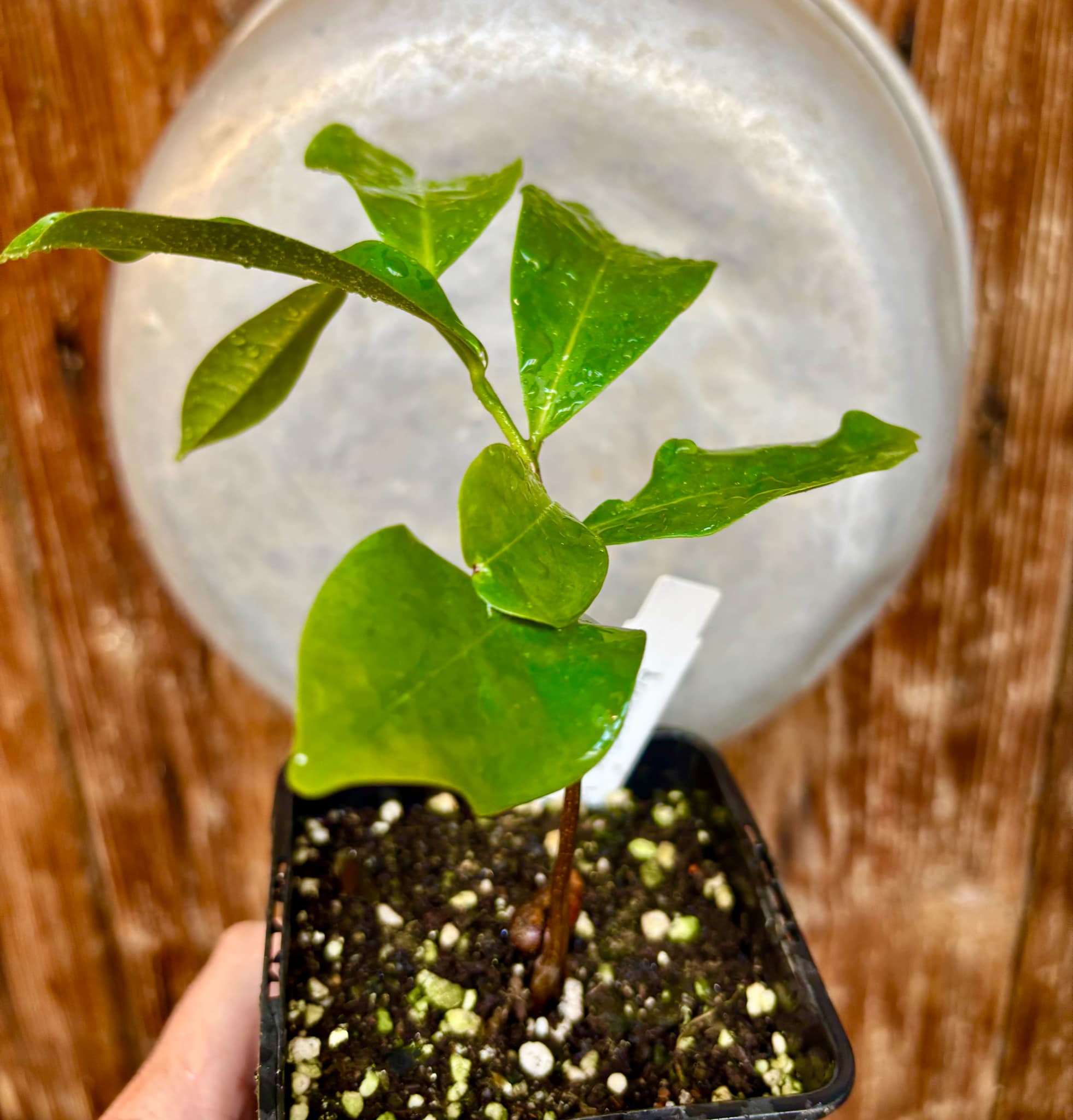 Annona montana - Mountain Soursop - 1 potted plant / 1 getopfte Pflanze