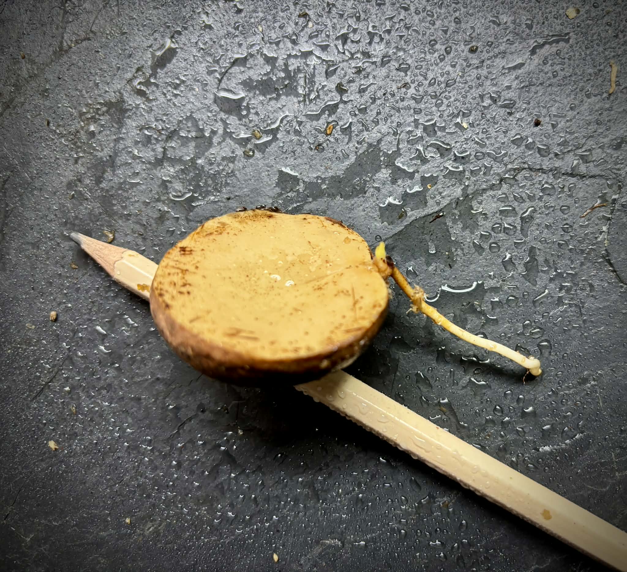 Plinia sp Sedutora -  1 germinated seed / 1 gekeimter Samen
