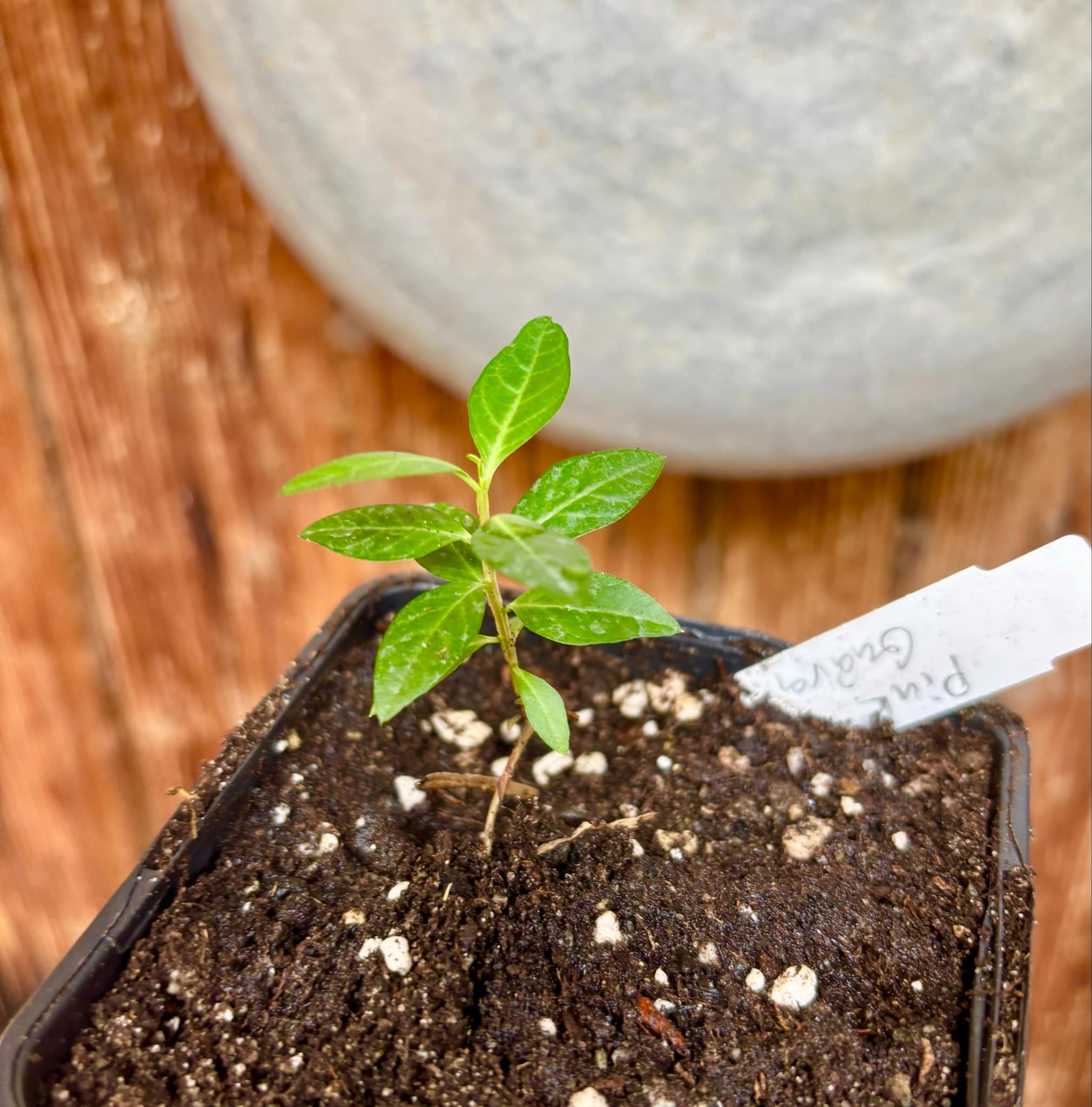 Psidium guajava - Pink Felah  - 1 small potted seedling / 1 kleiner, getopfter Sämling 
