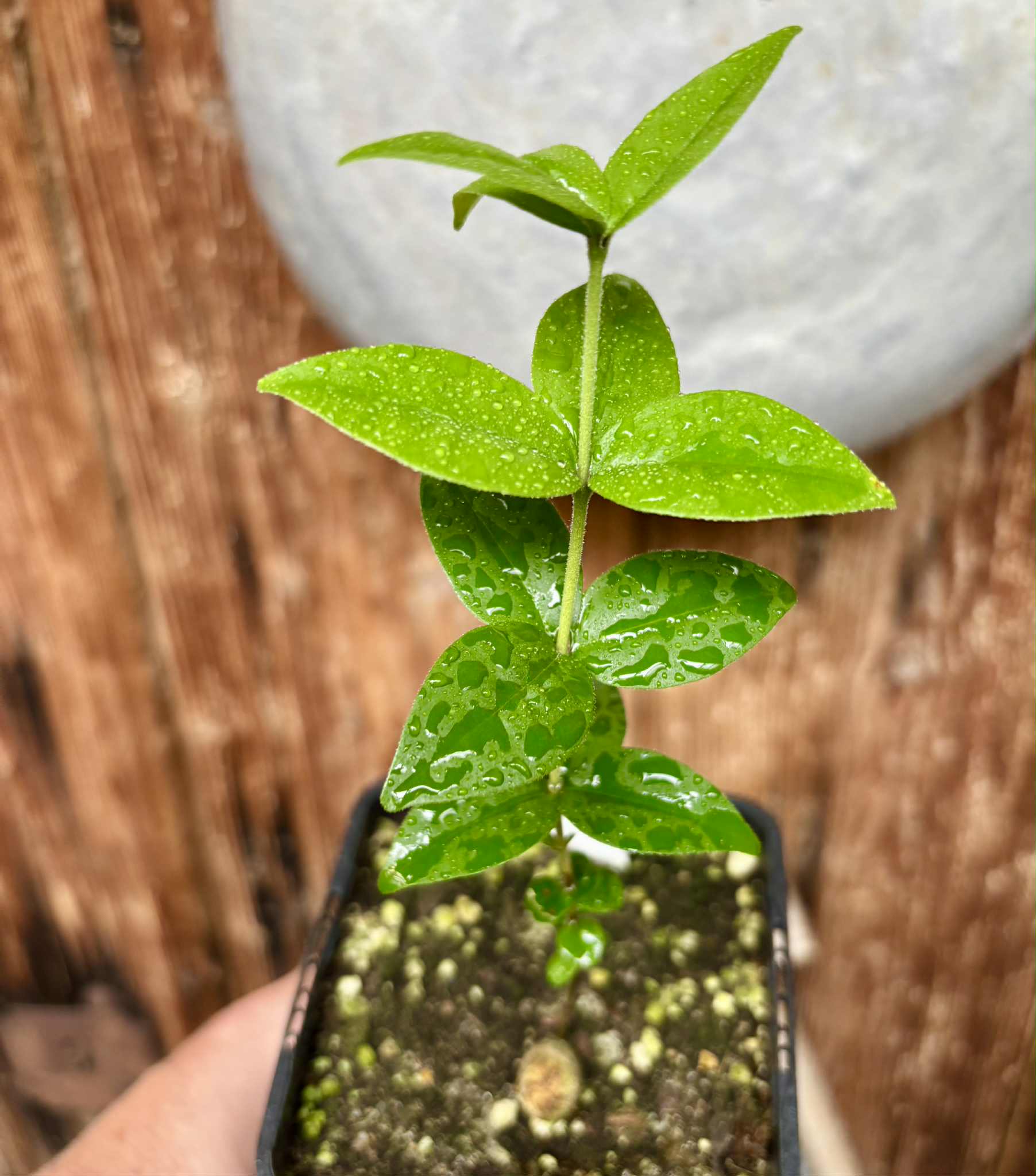 Eugenia sp Palometa - 1 potted seedling / 1 getopfter Sämling Eugenia sp Palometa - 1 potted seedling / 1 getopfter Sämling