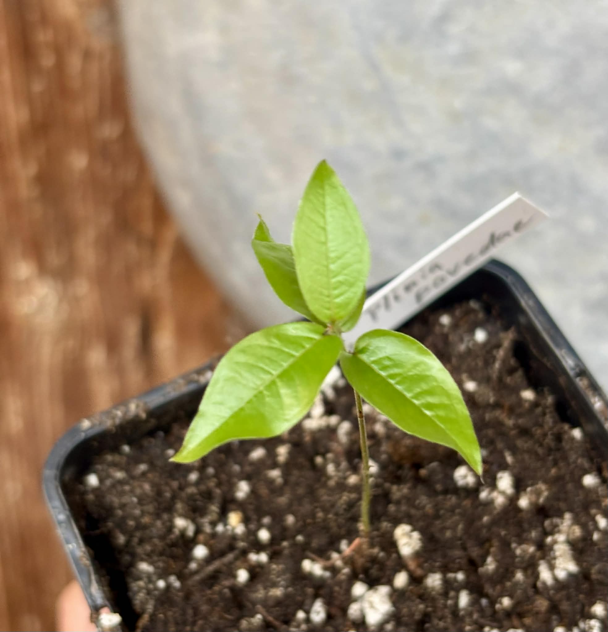 Plinia povedae - 1 potted seedling / 1 getopfter Sämling
