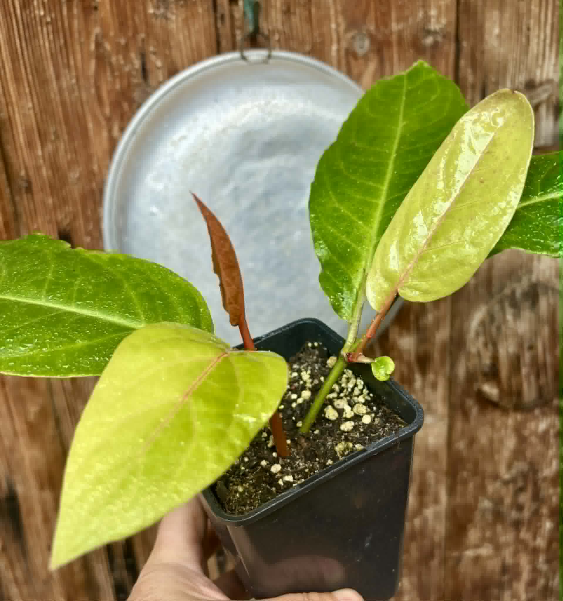 rooted cutting - Long Pepper  (Piper longum) - 1 potted plant / 1 getopfte Pflanze