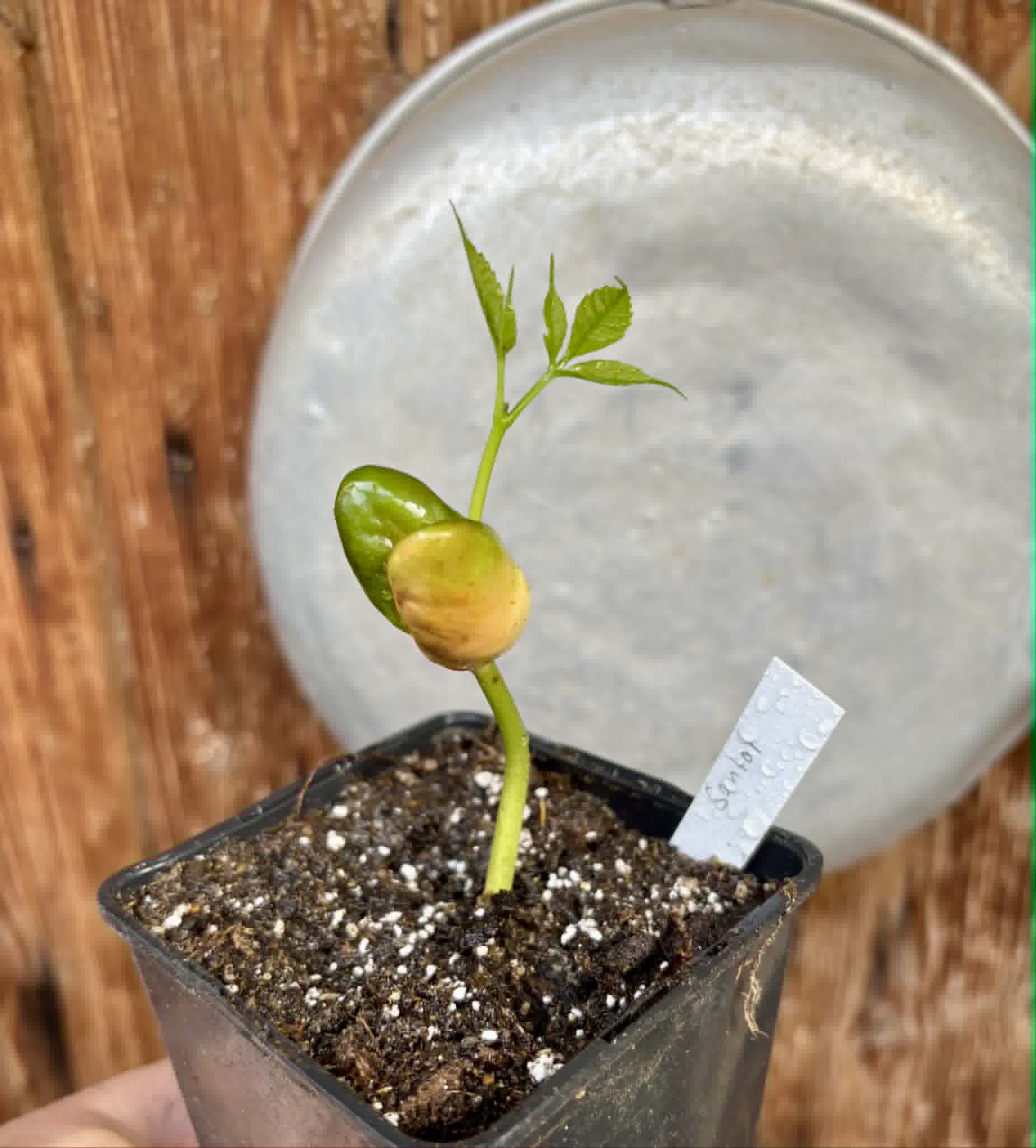 Santol (Sandoricum koetjape)  - 1 potted seedling / 1 getopfter Sämling