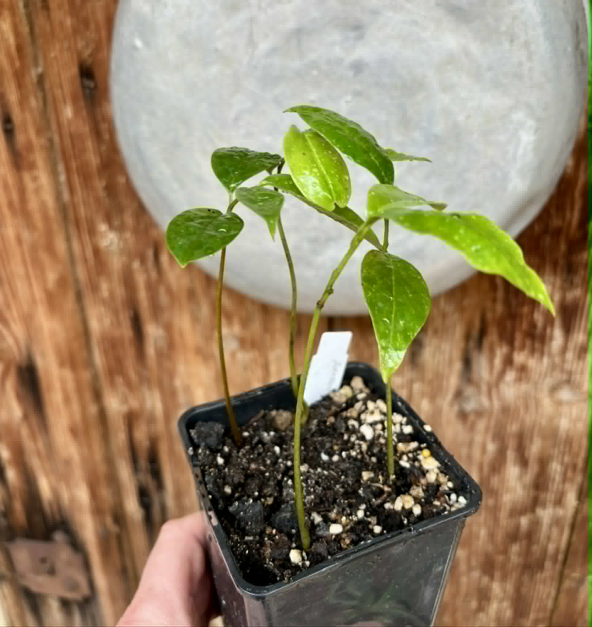 4 in 1 pot - Annona muricata - Soursop / Stachelannone - 4 seedlings in one pot / 4 Sämlinge in einem Topf