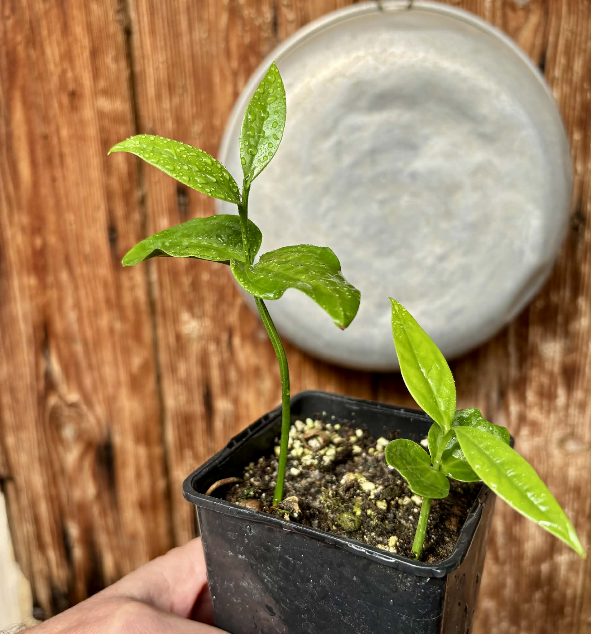 2 in 1 pot - Dulacia sp. Cafe doce  -  2 plants in one pot / 2 Pflanzen in einem Topf