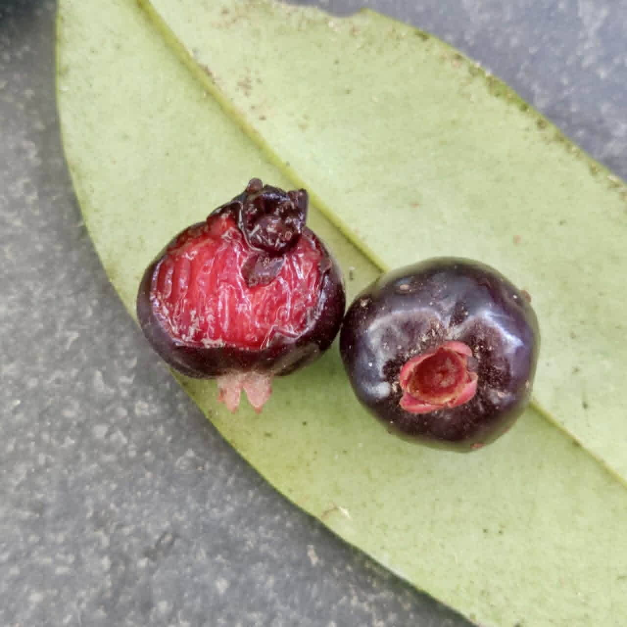 Pre Order - Eugenia pisiformis var. Uruçuca - 1 fresh seed / 1 frischer Samen