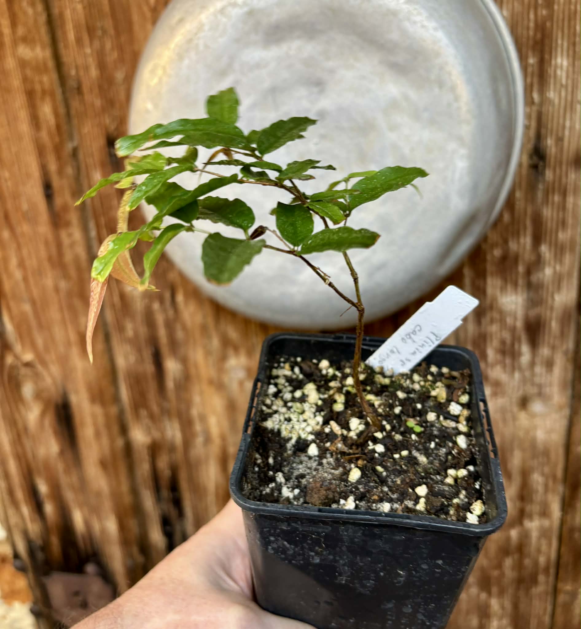Jaboticaba - Plinia sp Rajada Cabo longo verde -  1 small potted seedling / 1 kleiner, getopfter Sämling
