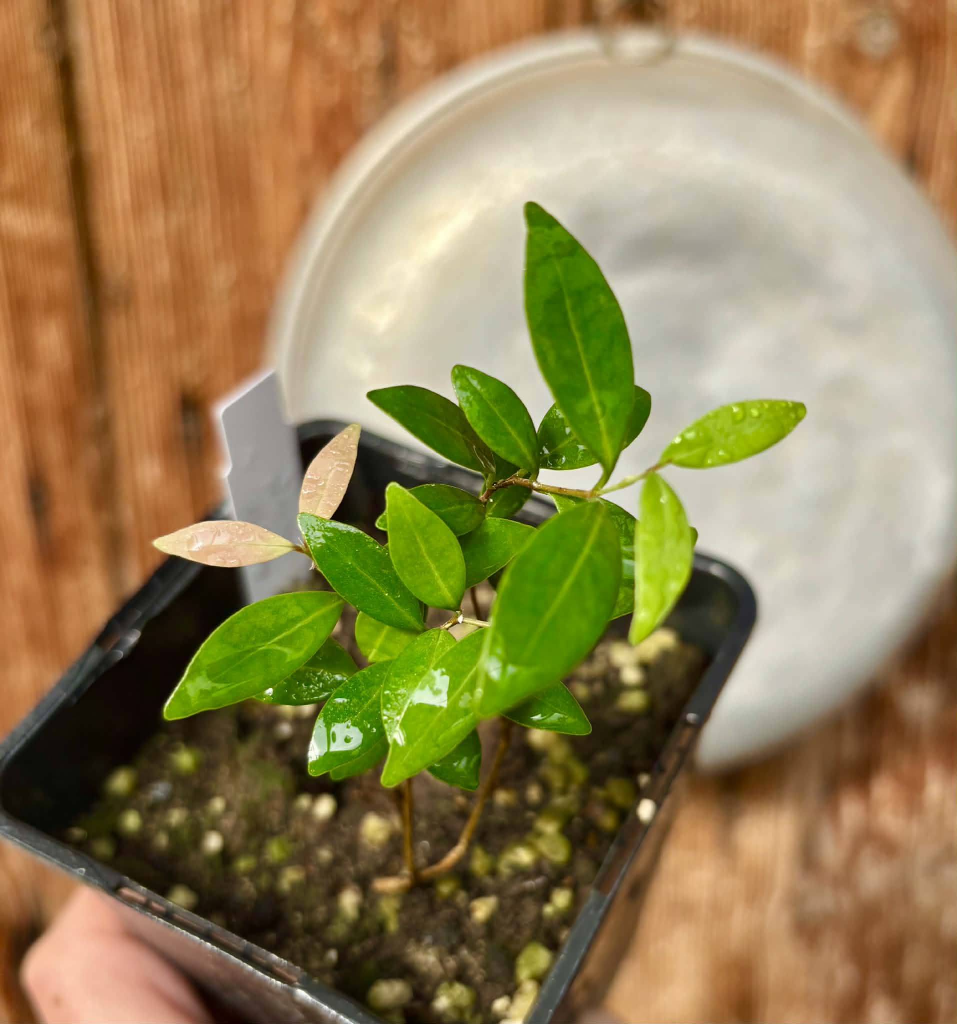 Eugenia sp Uvitas -  1 potted seedling / 1 getopfter Sämling