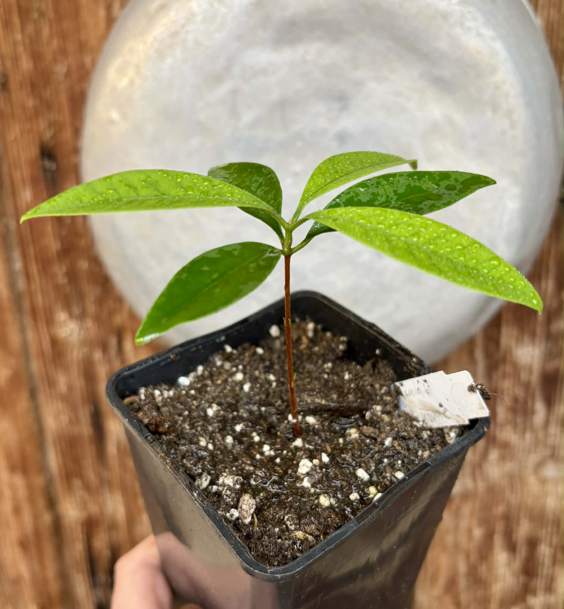 Grumixama-açu (Eugenia villae-novae) - 1 potted seedling / 1 getopfter Sämling