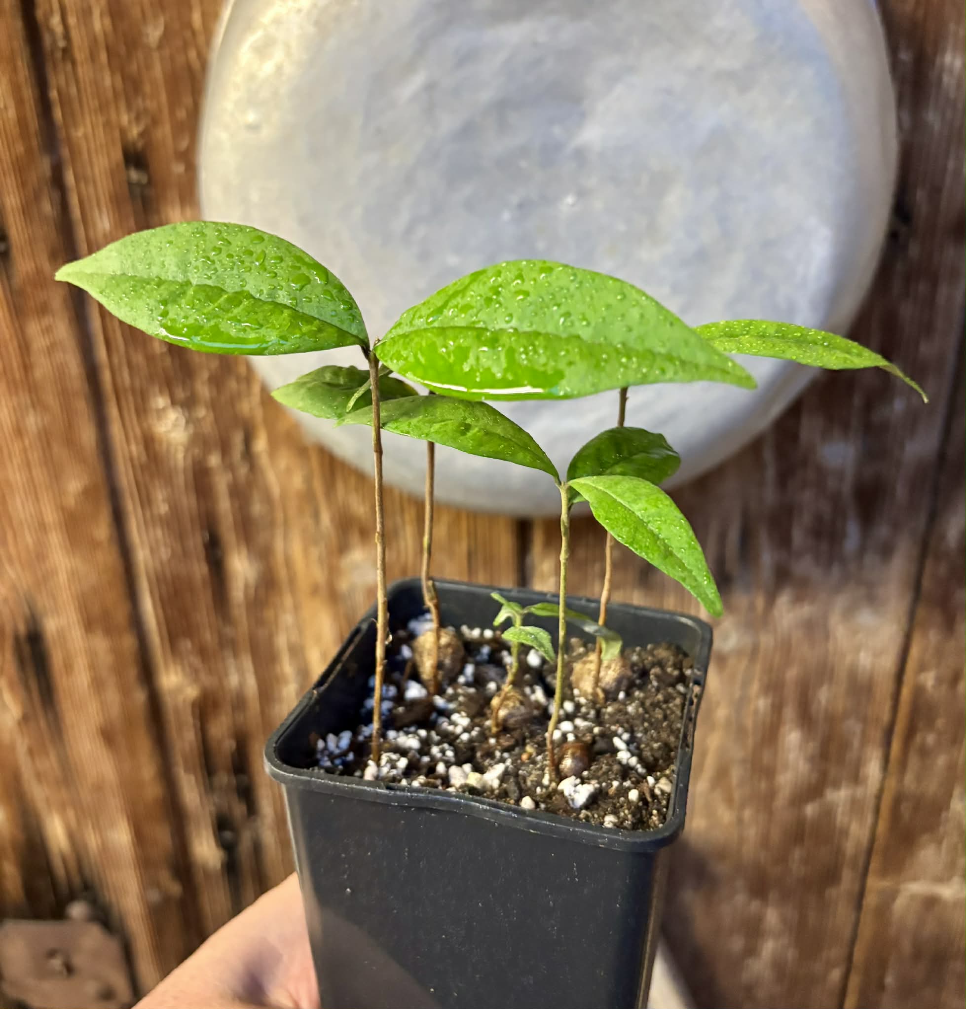5 in 1 pot - Eugenia sect. pisiformis var. Maruim - 5 seedlings in one pot / 5 Sämlinge in einem Topf