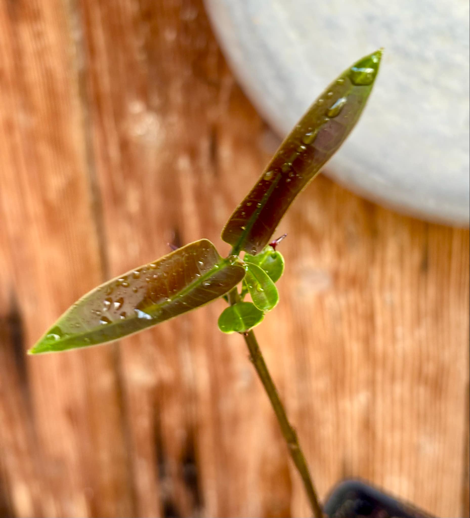 Eugenia sp BIG Maca-  1 small potted seedling / 1 kleiner, getopfter Sämling