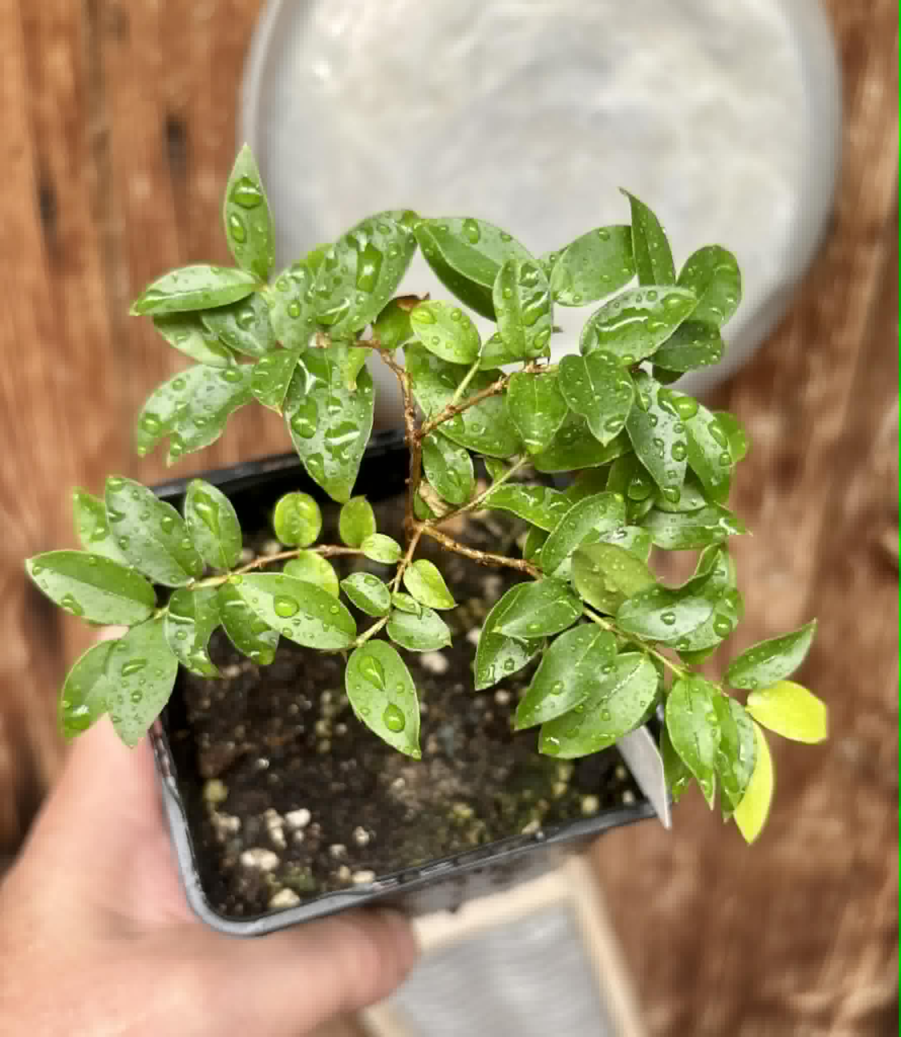 Jaboticaba - Plinia sp Esarme -  1 potted seedling / 1 getopfter Sämling
