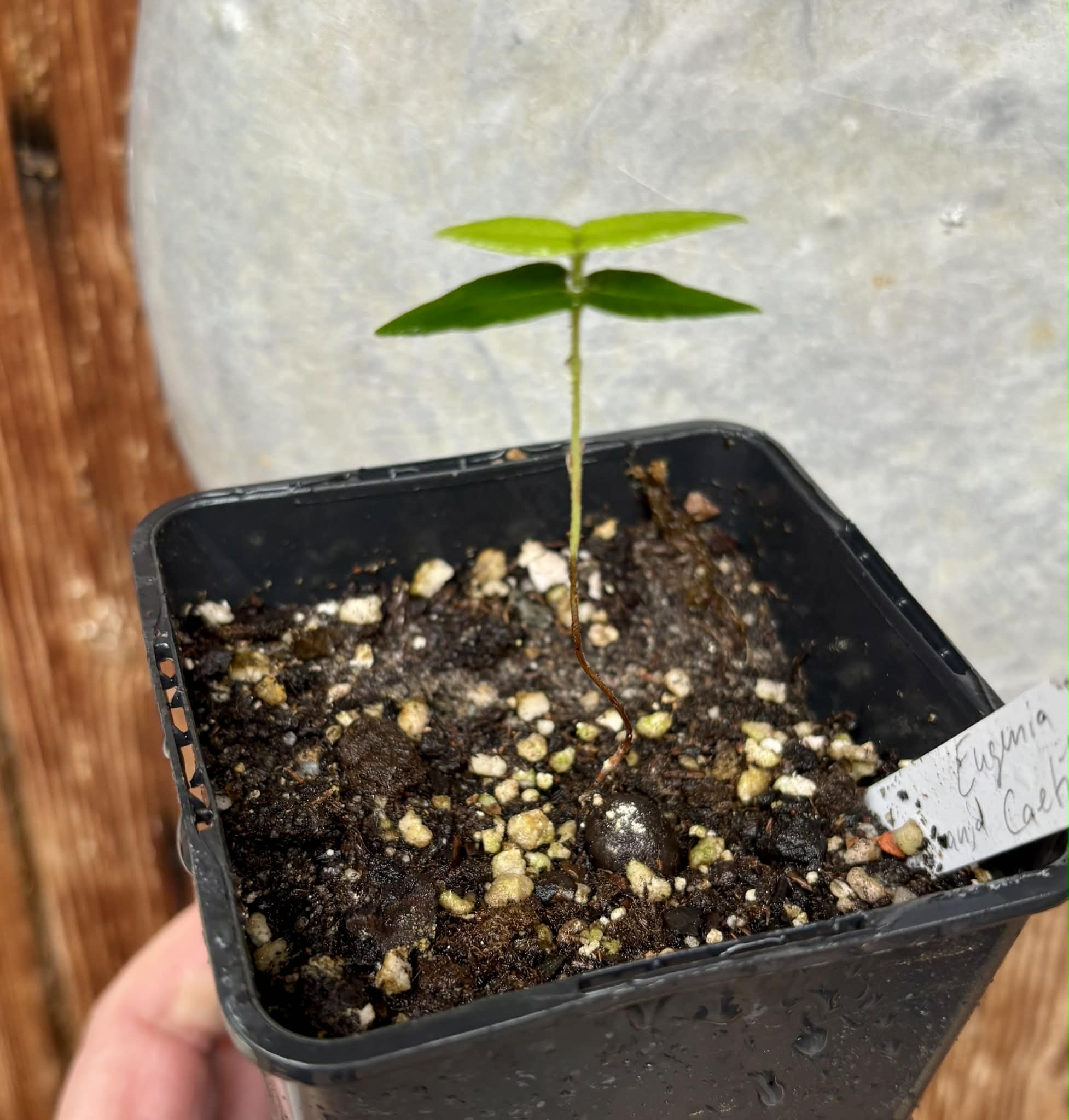 only one available - Eugenia sp Laranja Caetite -  1 potted seedling / 1 getopfter Sämling
