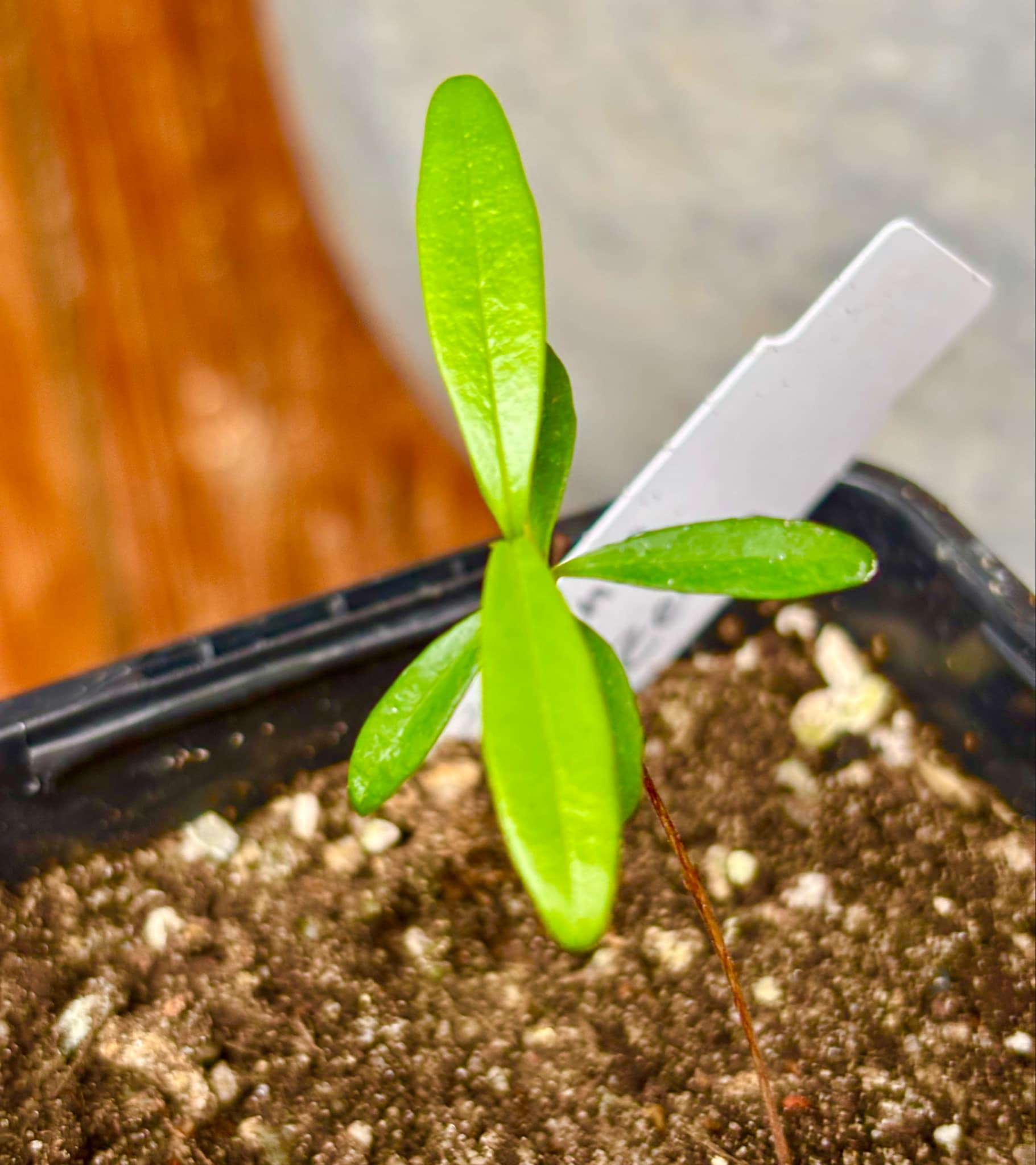 Eugenia azeda - 1 small potted seedlig / 1 kleiner, getopfter Sämling Eugenia azeda - 1 small potted seedlig / 1 kleiner, getopfter Sämling