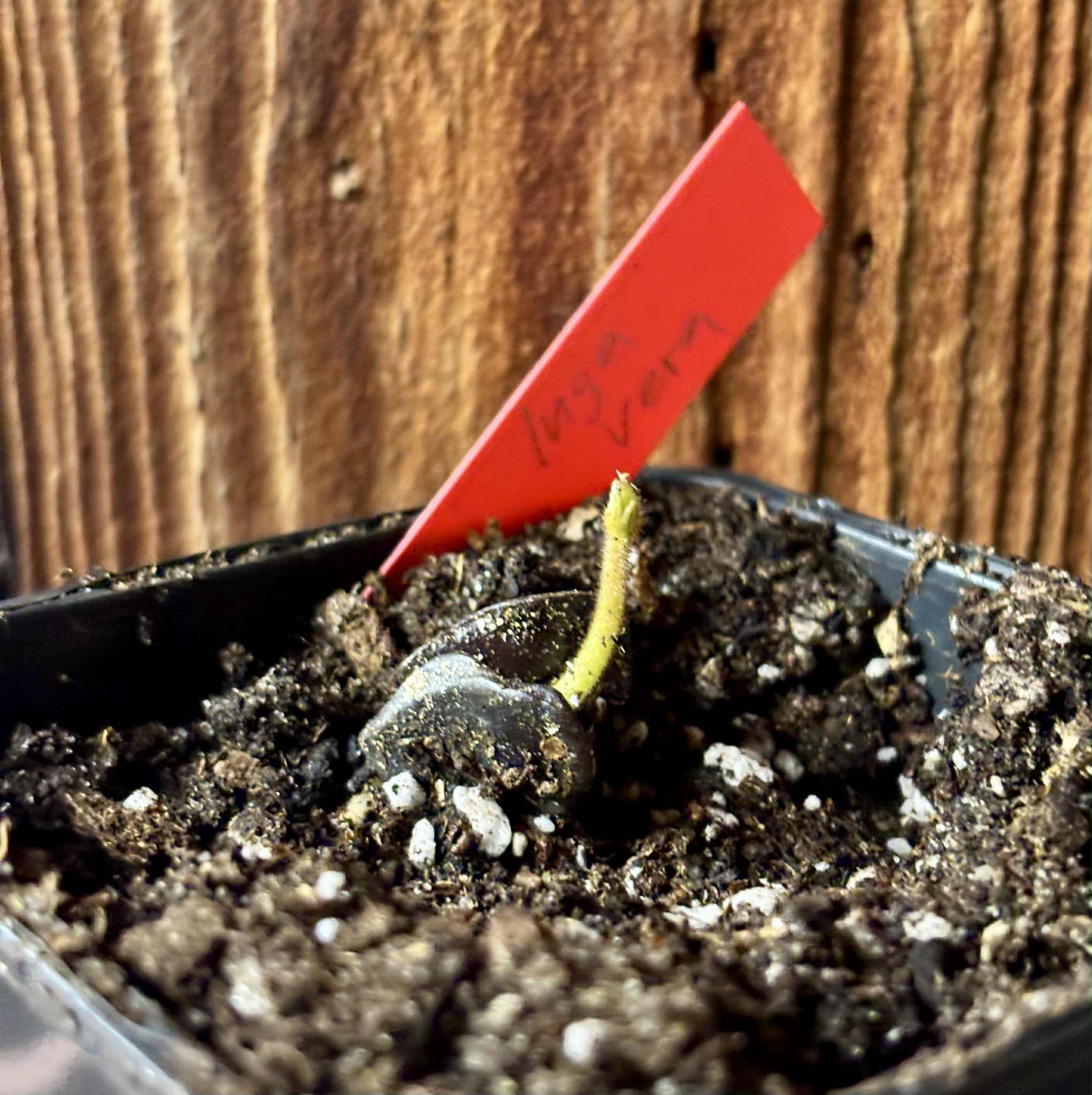 Inga vera  - 1 potted seedling / 1 getopfter Sämling