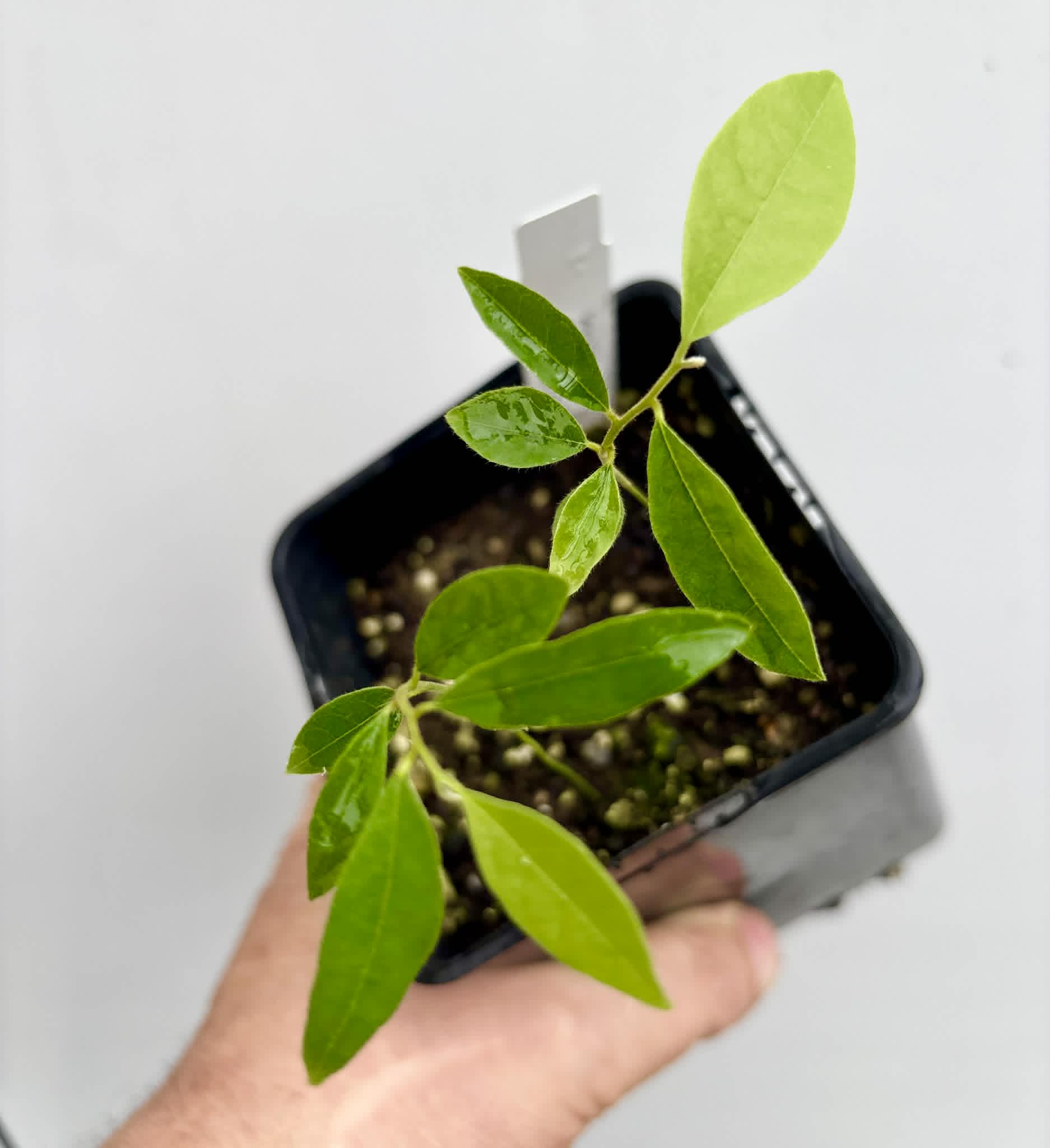 2 in 1 pot - Uvaria sp Isan - 2 seedlings in one pot / 2 Sämlinge in einem Topf