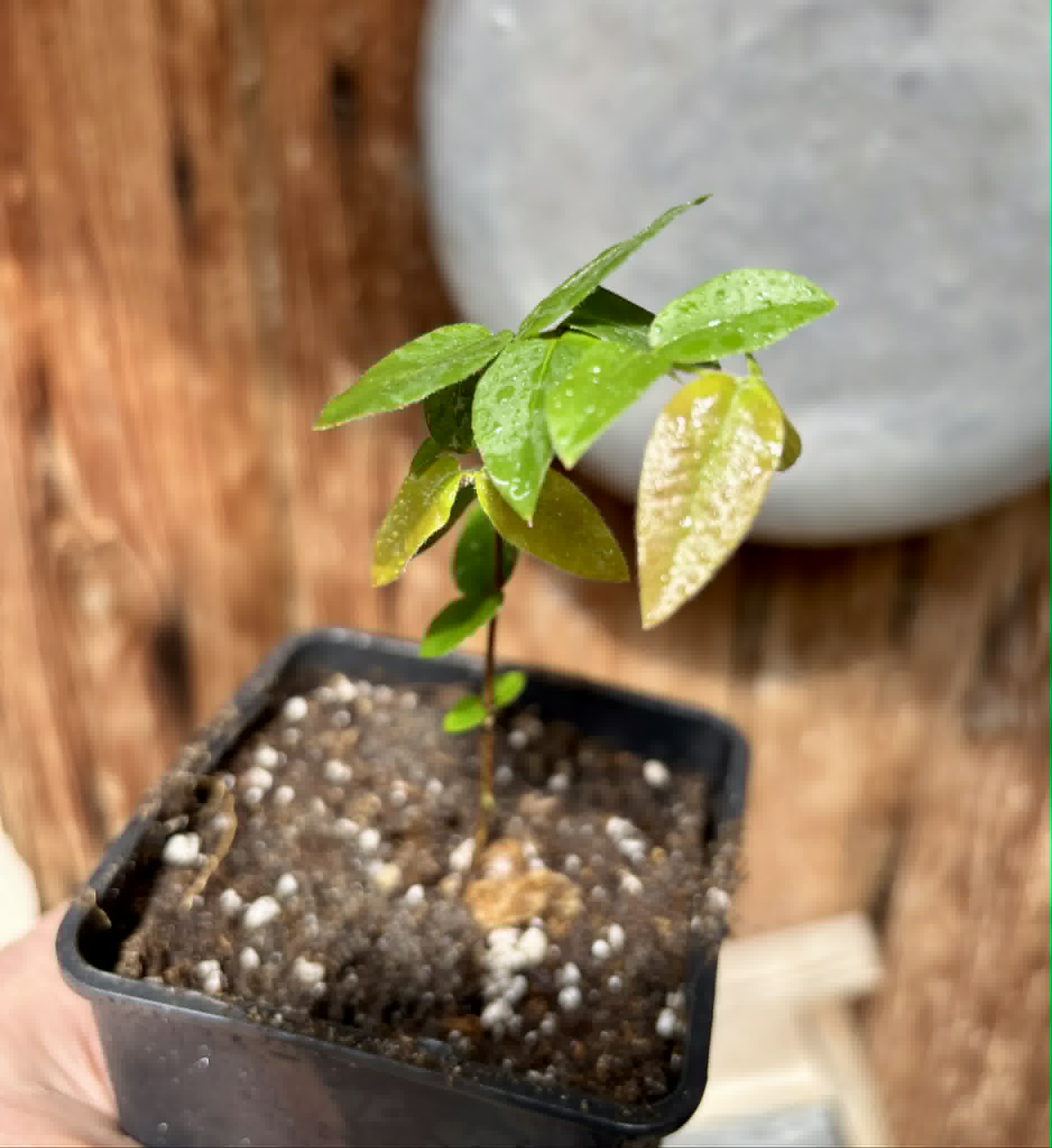 Myrciaria aff plinioides-  1 potted seedling / 1 getopfter Sämling